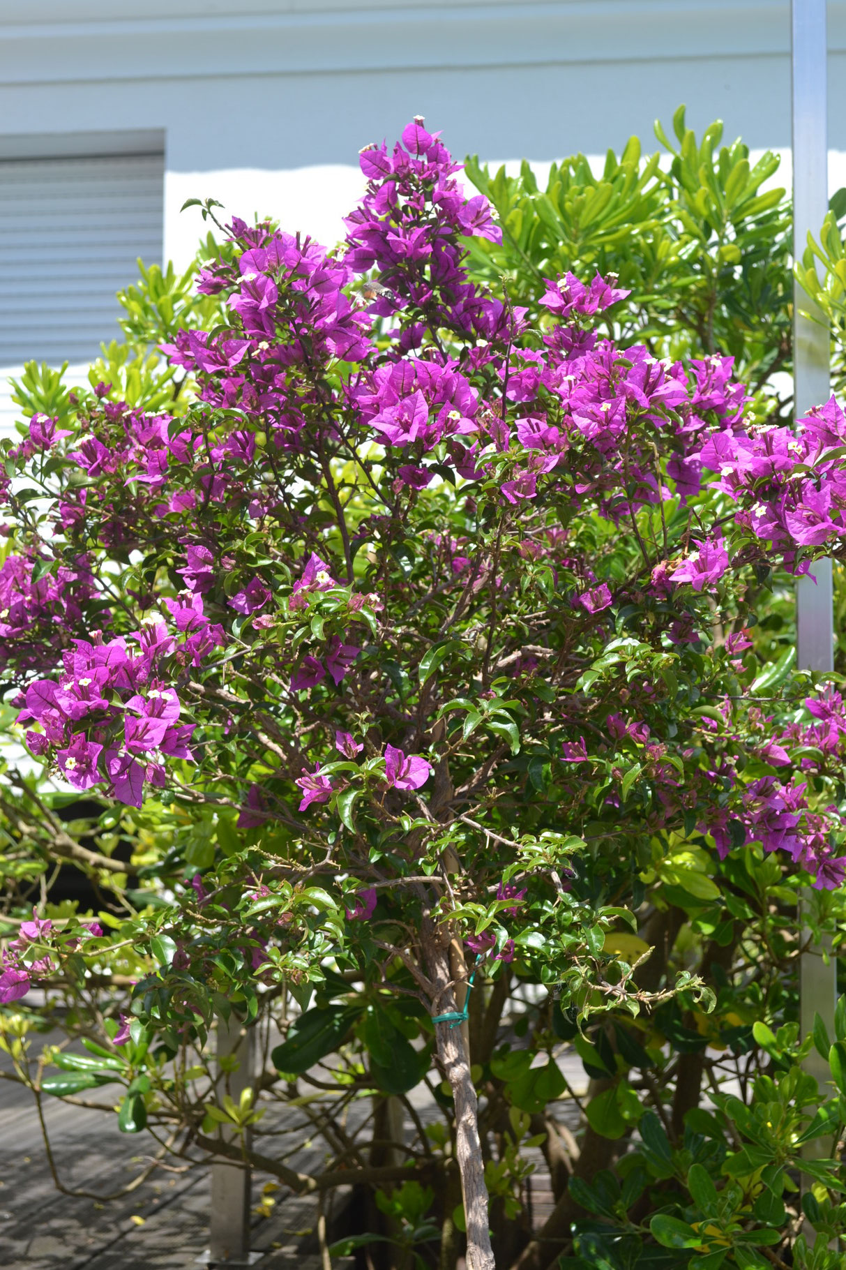 Les bougainvilliers