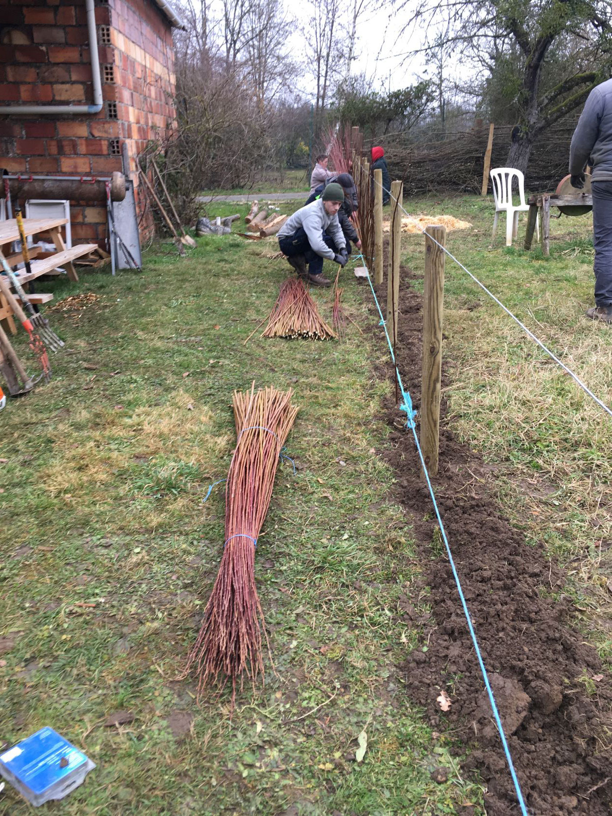 Plantation des brins d'osier