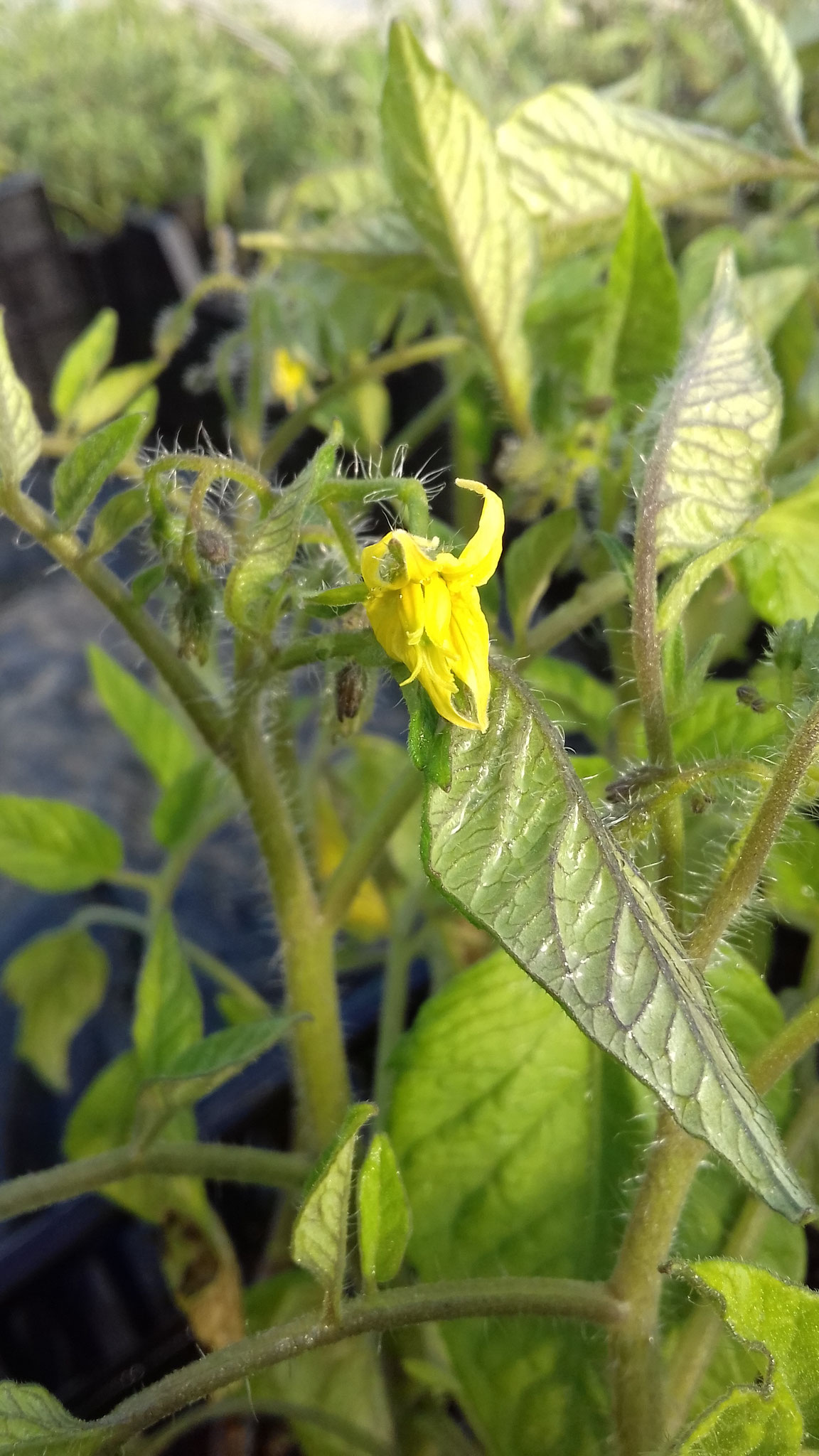 Première fleure de tomate .