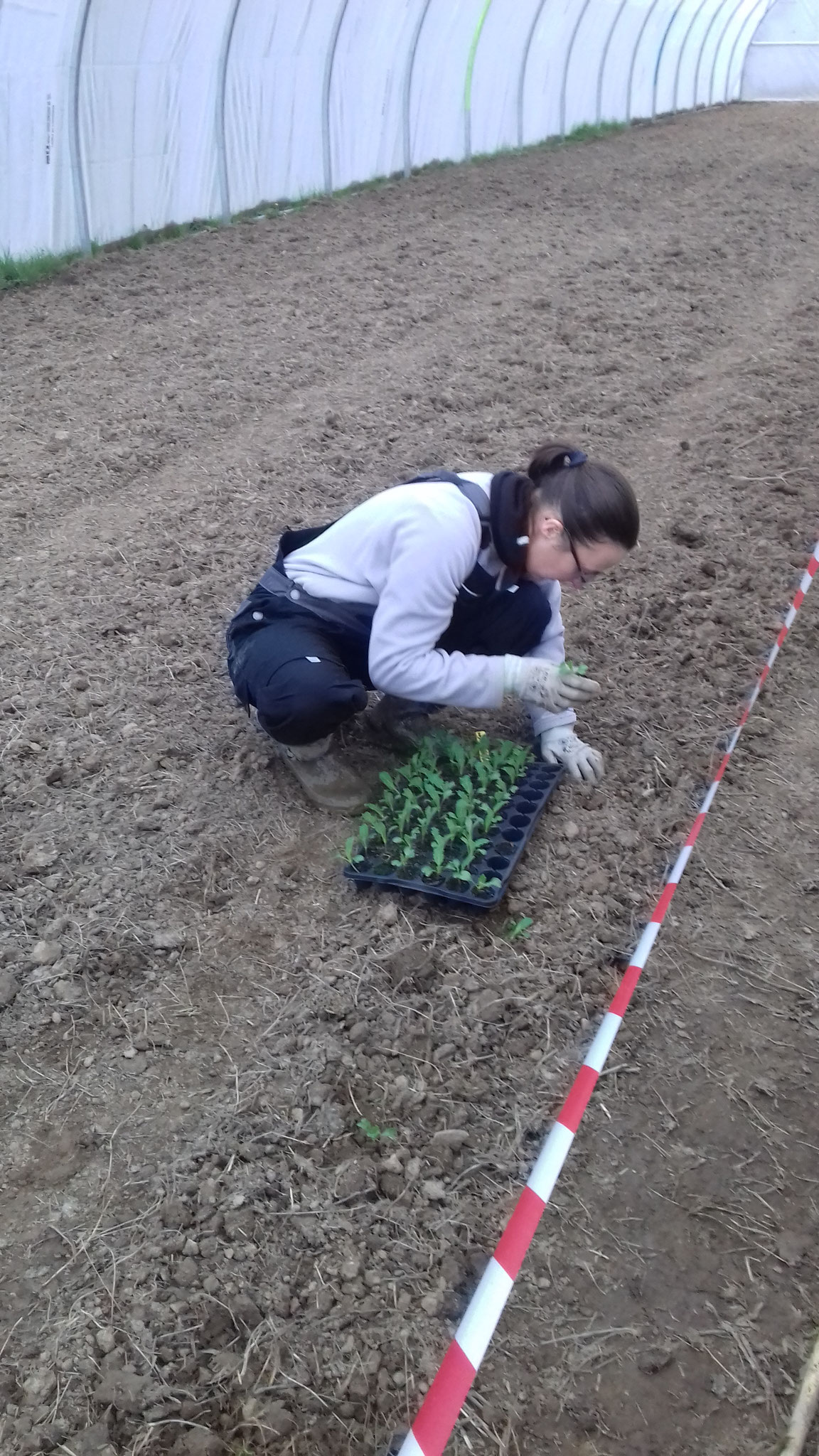 Mise en terre des plants de choux fleur.