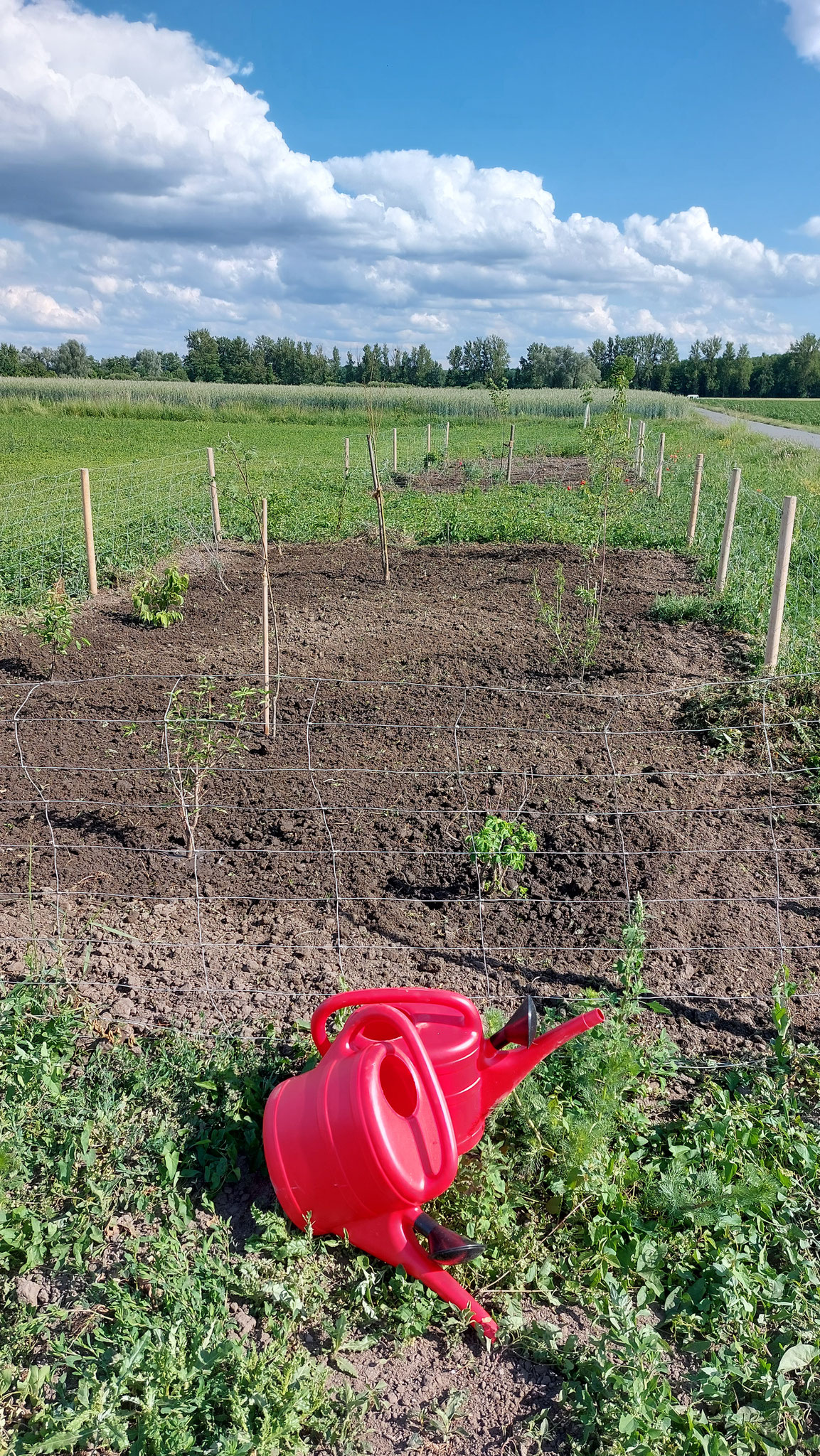 Die neuen Heckenstreifen (Foto: NABU Büttelborn [ch])