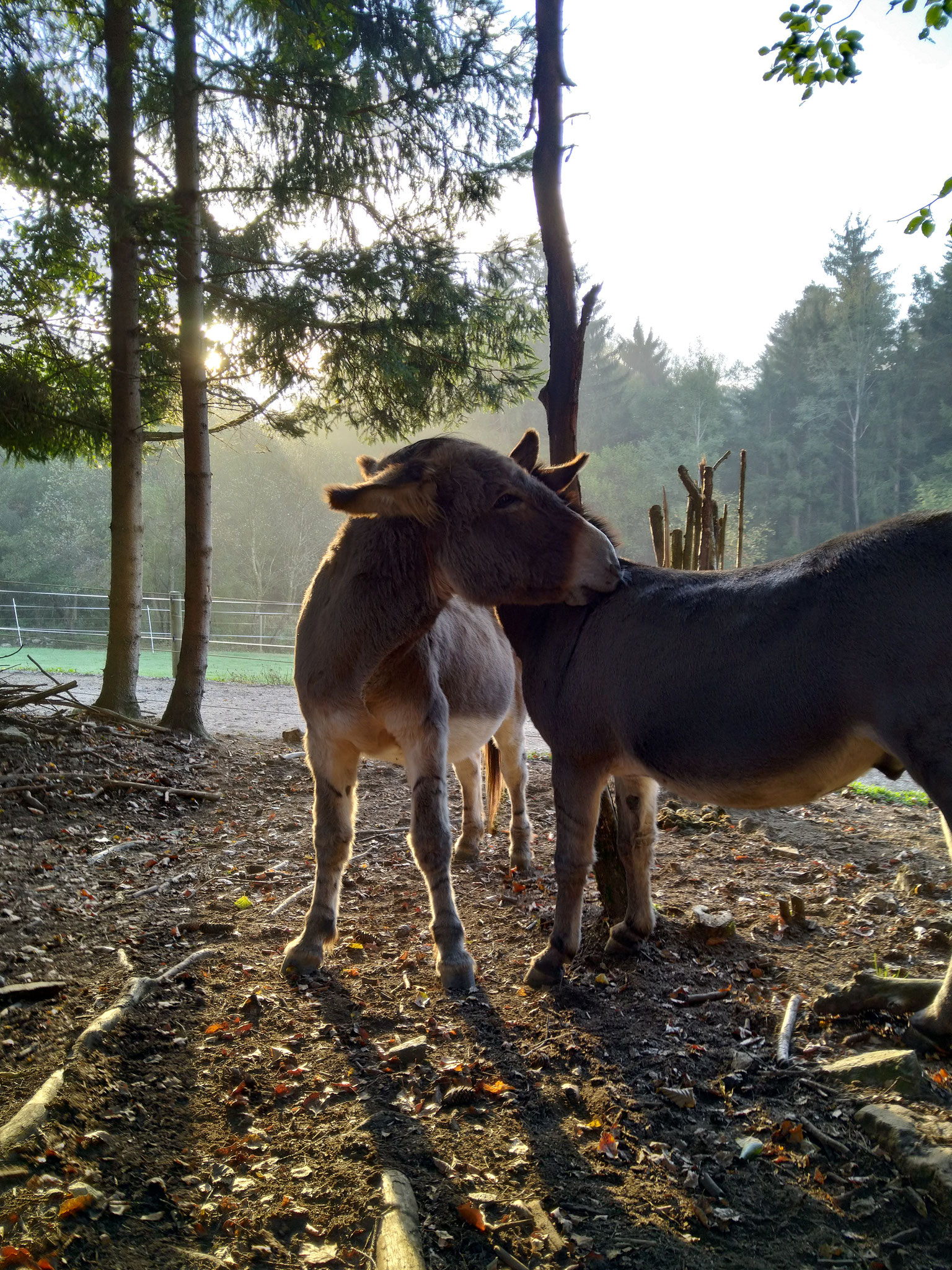 Morgens in der Waldweide - Norbu und Napoleon