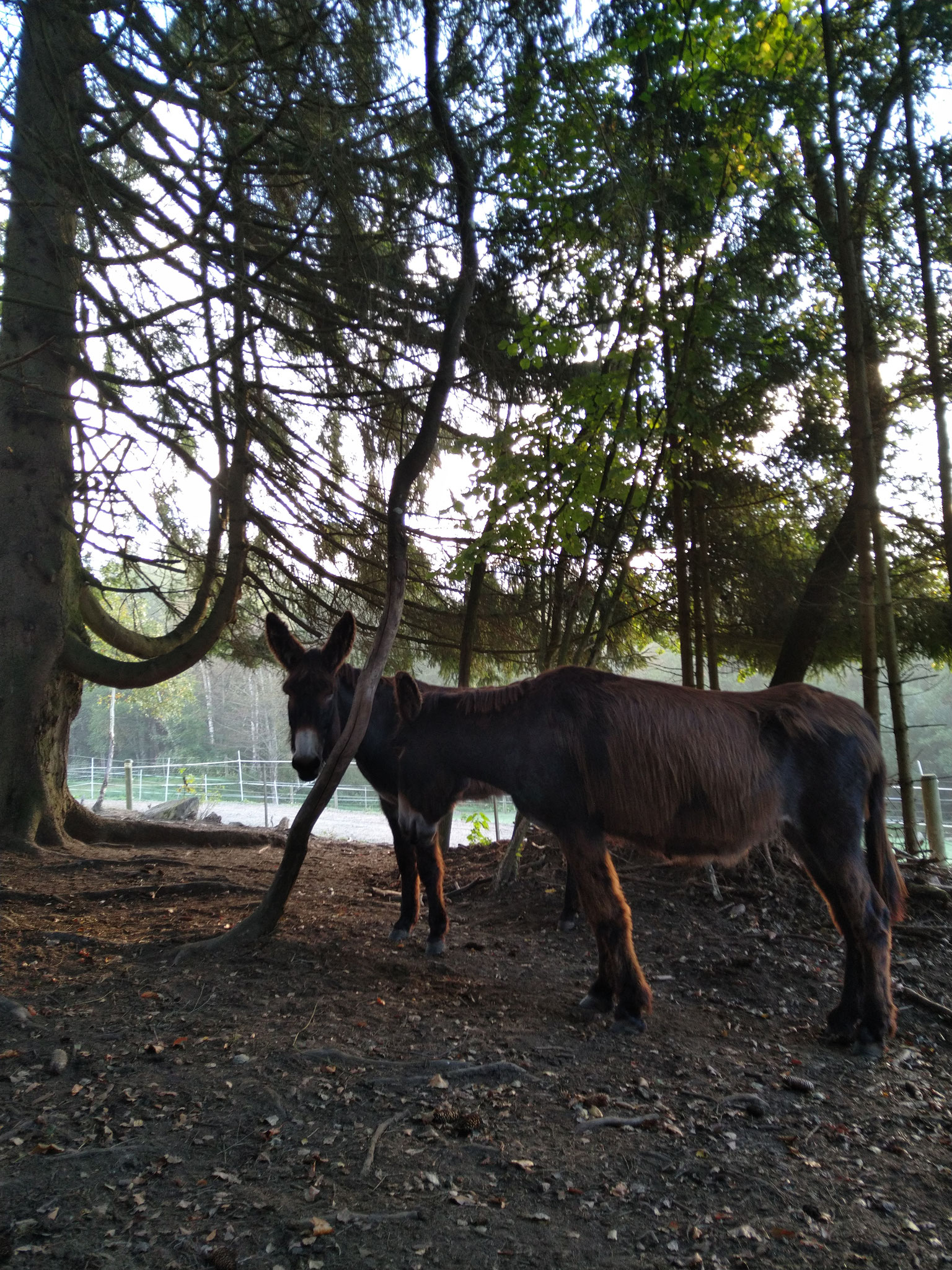 Morgens in der Waldweide