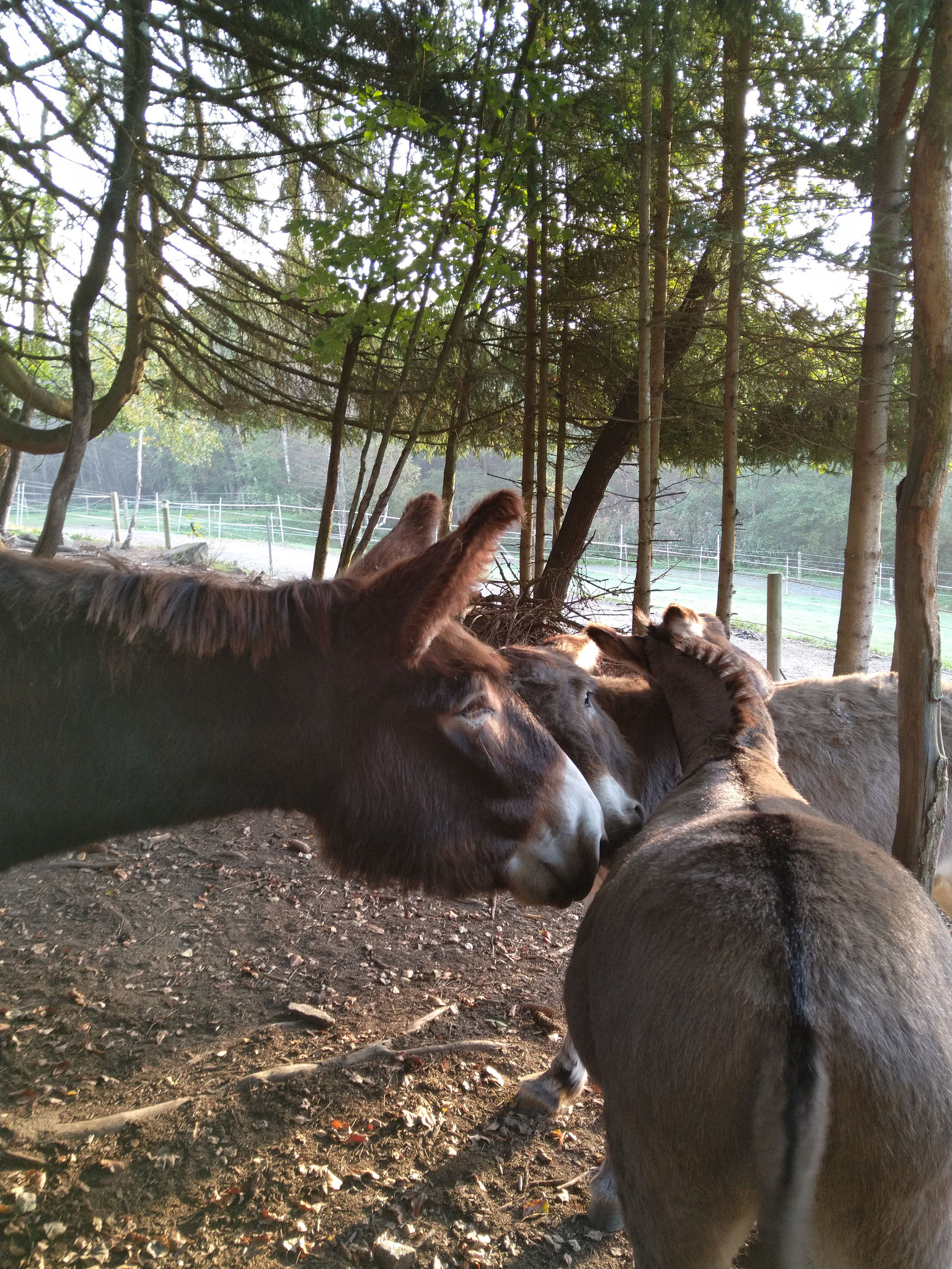 Morgens in der Waldweide