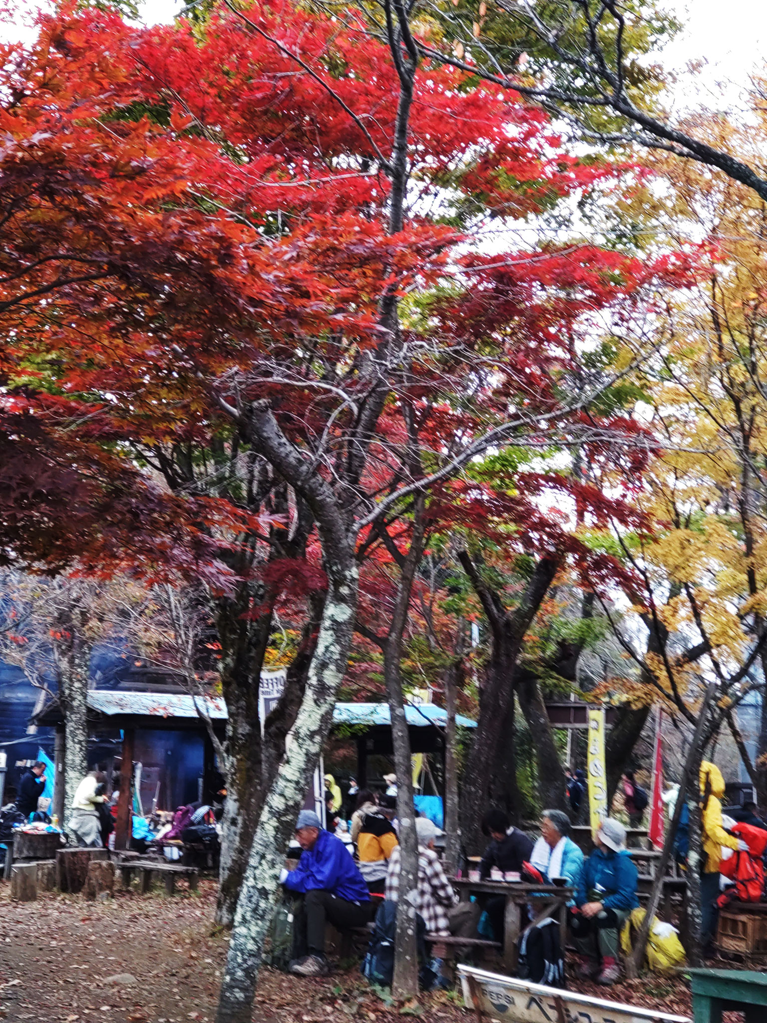 ＜高尾山＞城山の紅葉の下で