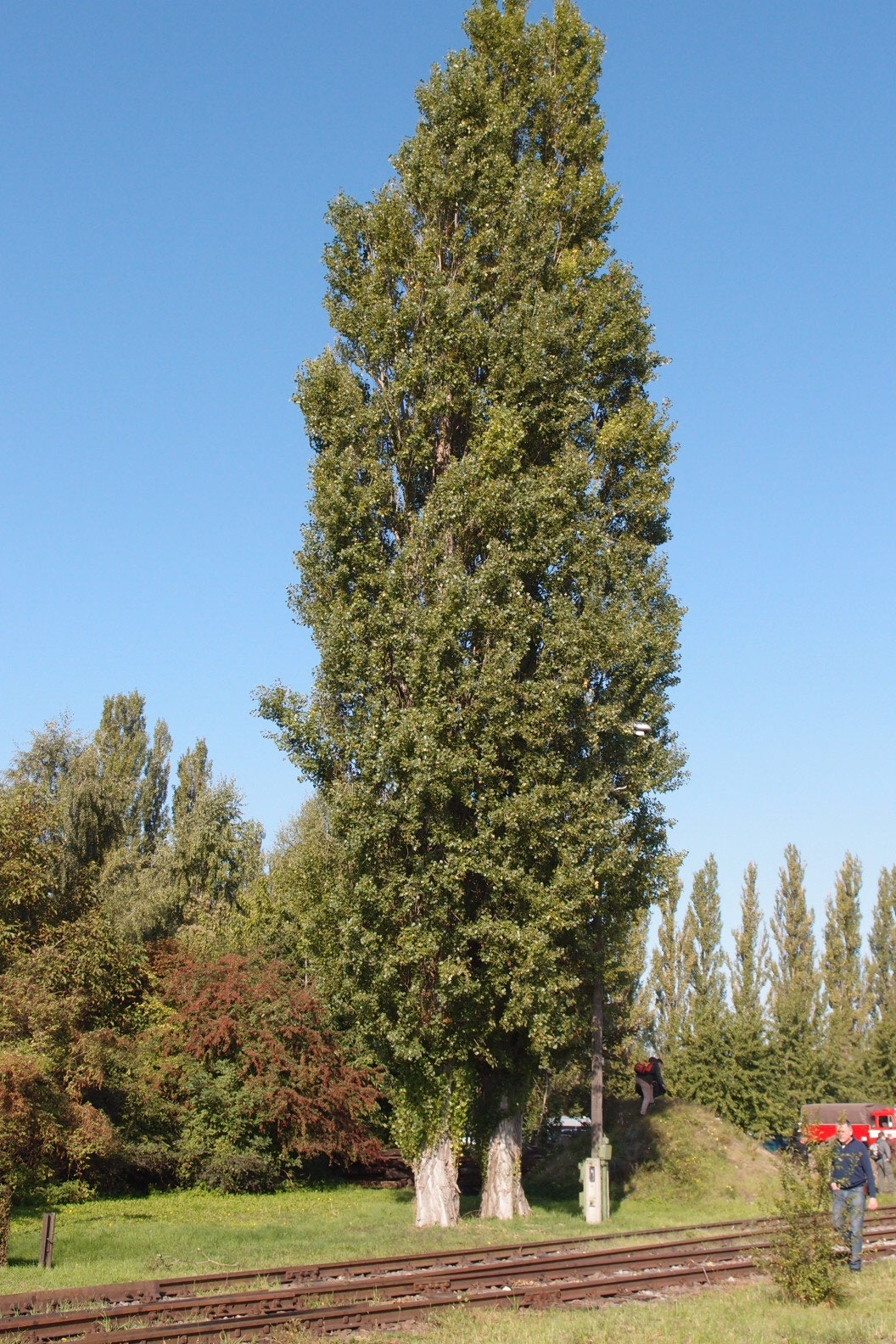 Doppelstamm