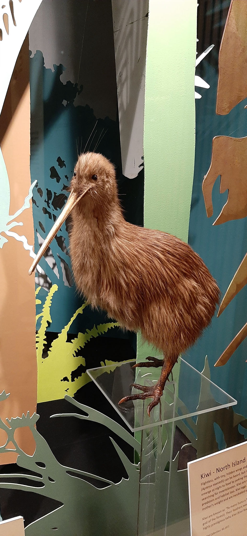 el pájaro kiwi embalsamado