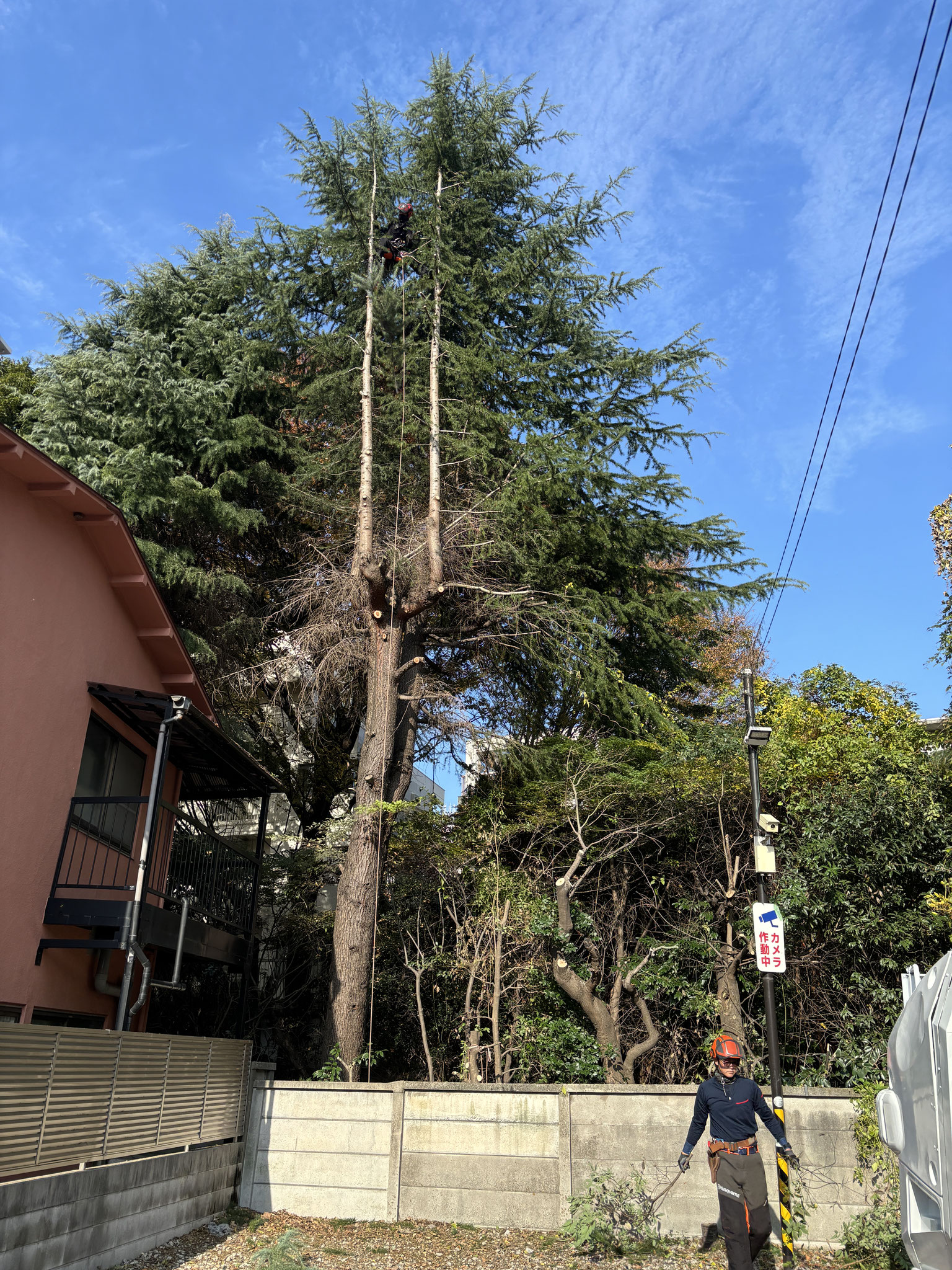 板橋区 高木伐採