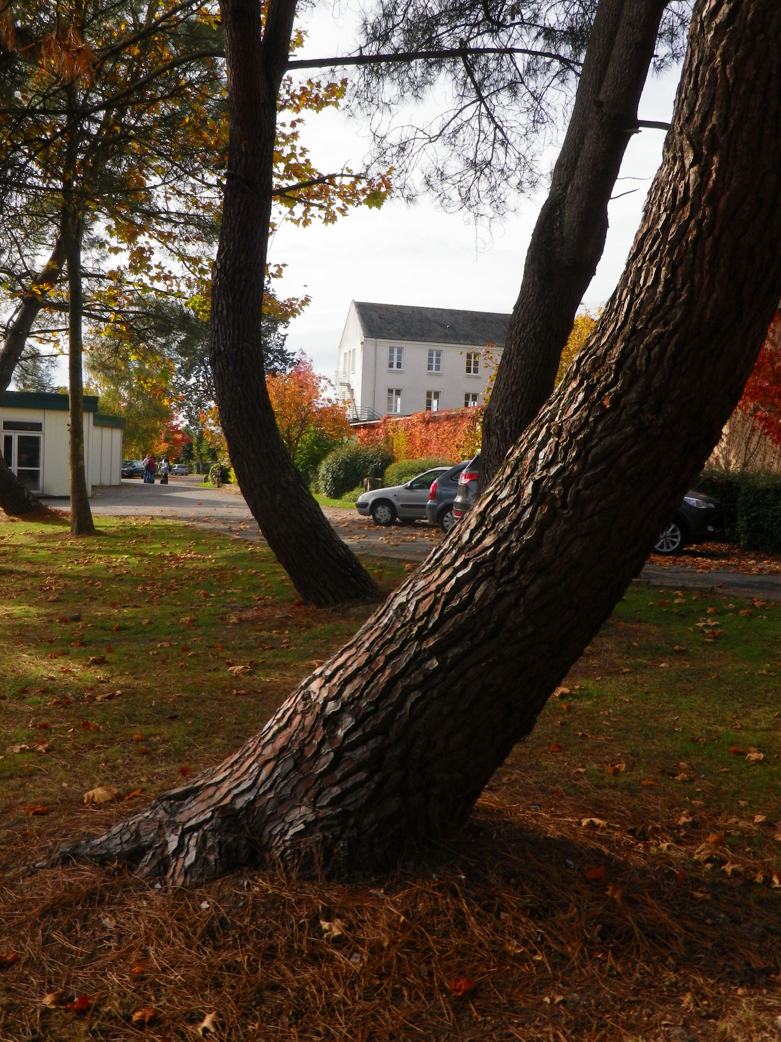 les arbres "fuient" le rayonnement gamma