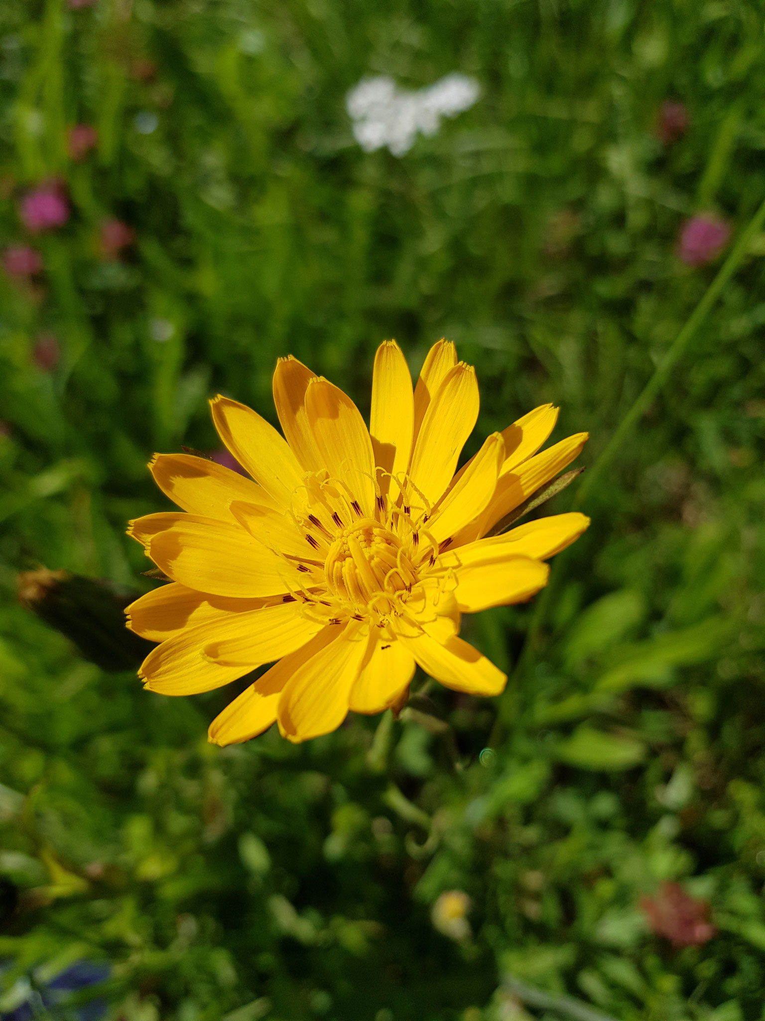 köstlicher Wiesenbocksbart