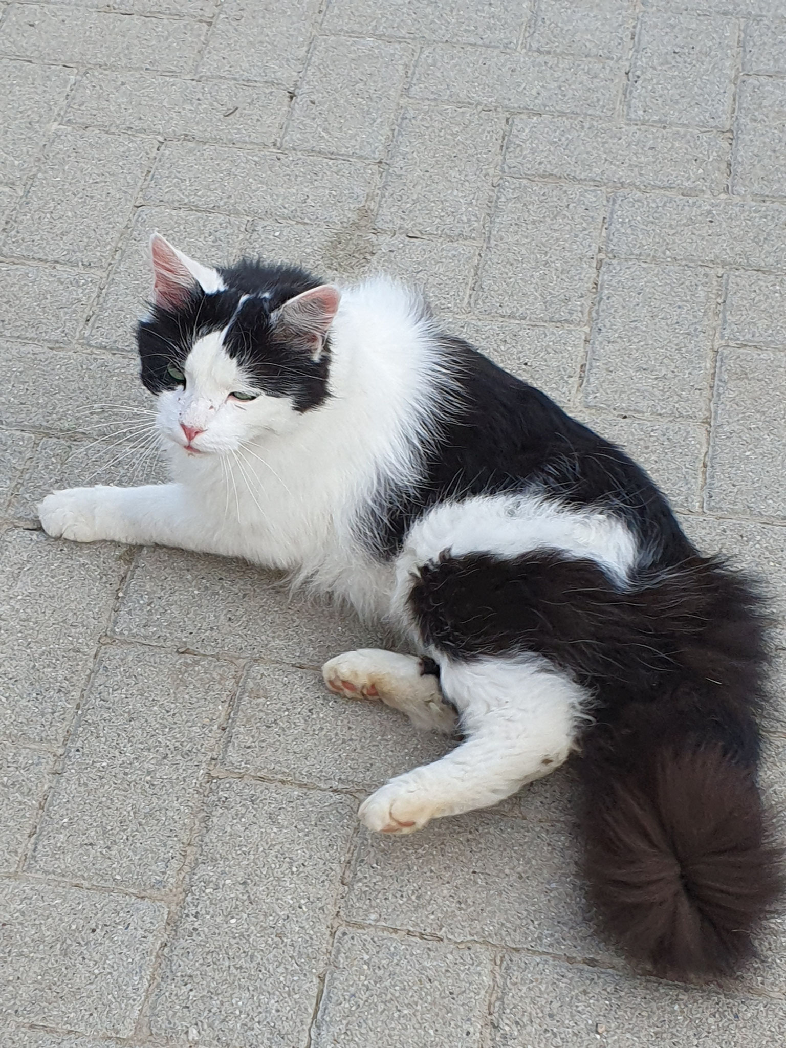 Stallkatze Joey