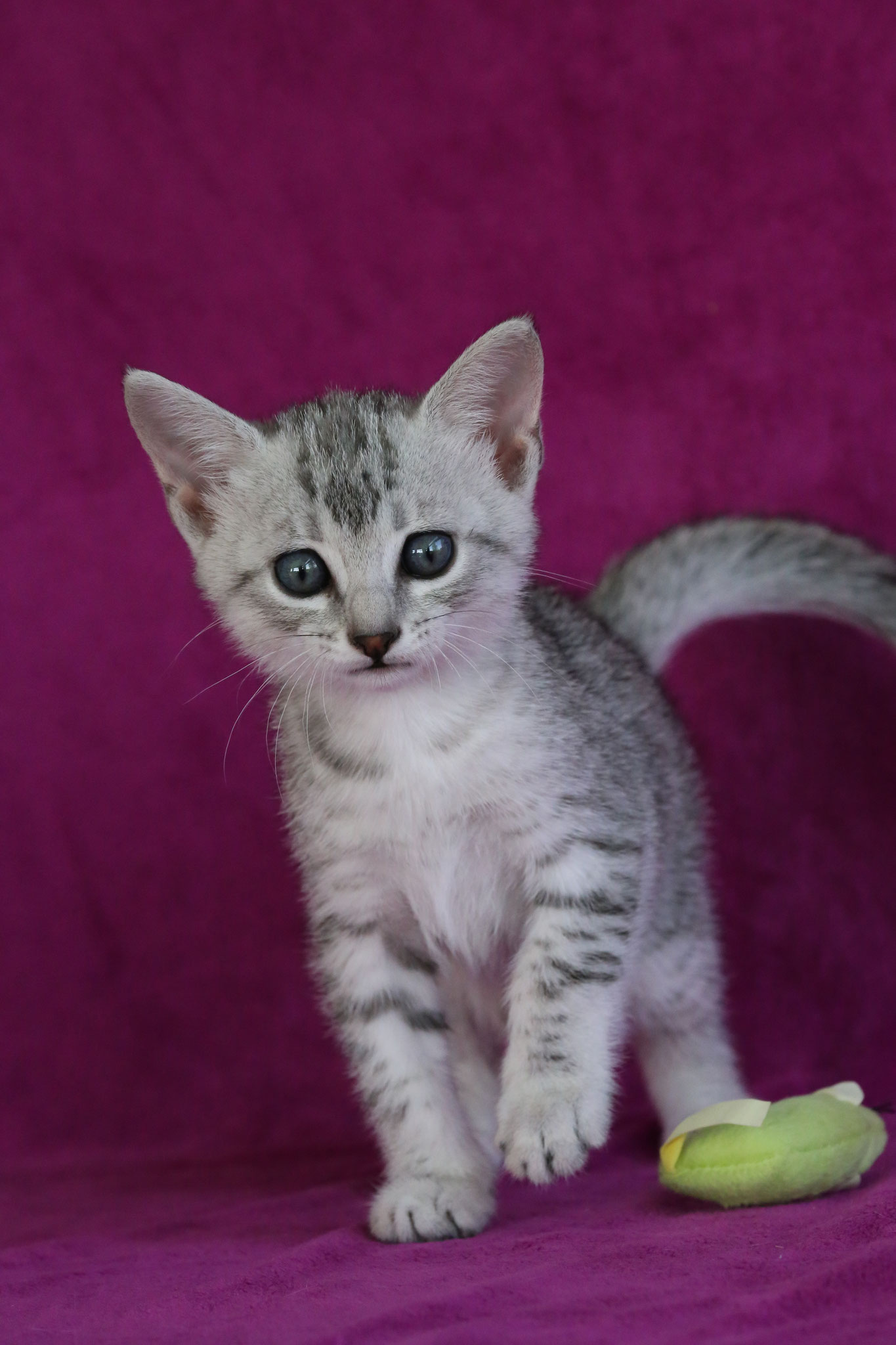 Nachwuchskatze Samsa - Egyptian Mau Katzenzucht "MauLove ...
