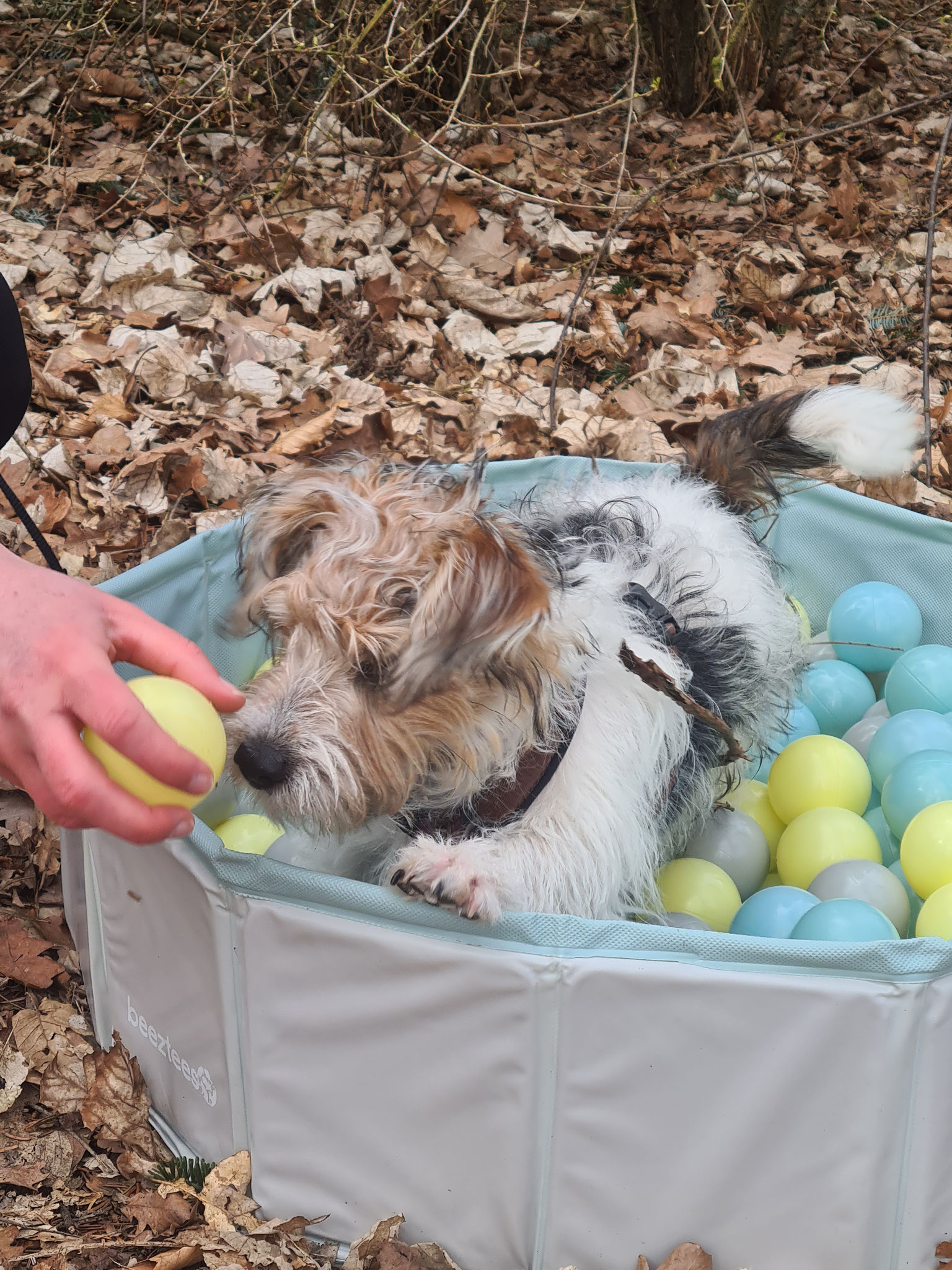 Kleiner Hund beim Welpenkurs in einem Bällebad