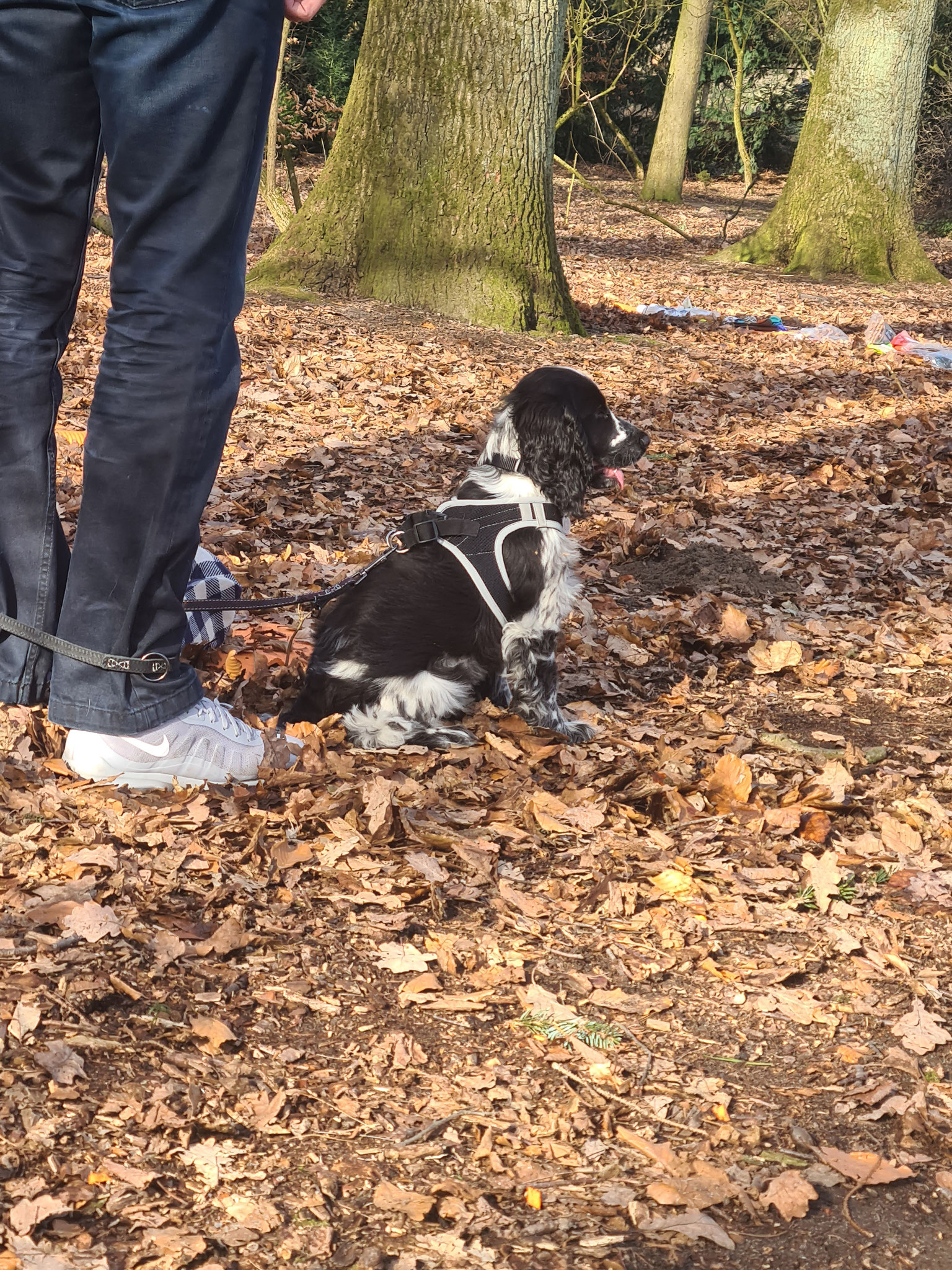 Kleiner Hund sitzt bei Rebeccas Hundetraining neben seinem Besitzer auf dem Waldboden