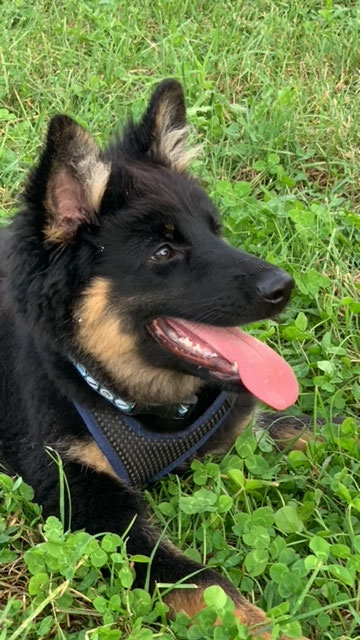 Grosse Freude! Akany und Mama Gitan treffen sich. Nach anfänglichem Gebell entsteht ein wunderschönes und berührendes Spiel! Anschliessend ist Akany „platt“ 😉😂