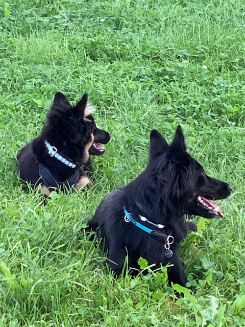 Grosse Freude! Akany und Mama Gitan treffen sich. Nach anfänglichem Gebell entsteht ein wunderschönes und berührendes Spiel! Anschliessend ist Akany „platt“ 😉😂