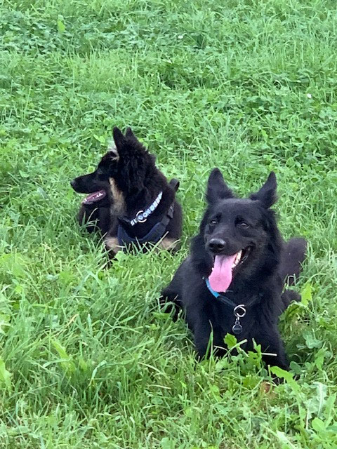 Grosse Freude! Akany und Mama Gitan treffen sich. Nach anfänglichem Gebell entsteht ein wunderschönes und berührendes Spiel! Anschliessend ist Akany „platt“ 😉😂