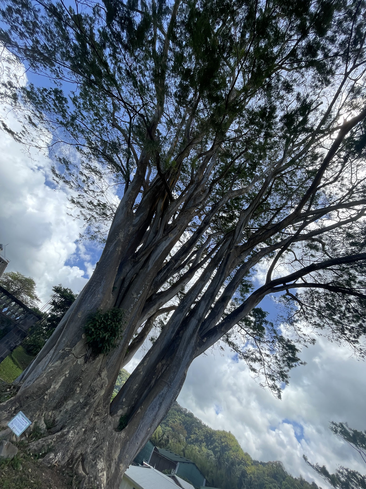 der Baum gepflanzt 1745 im Schlosspark von Depaz