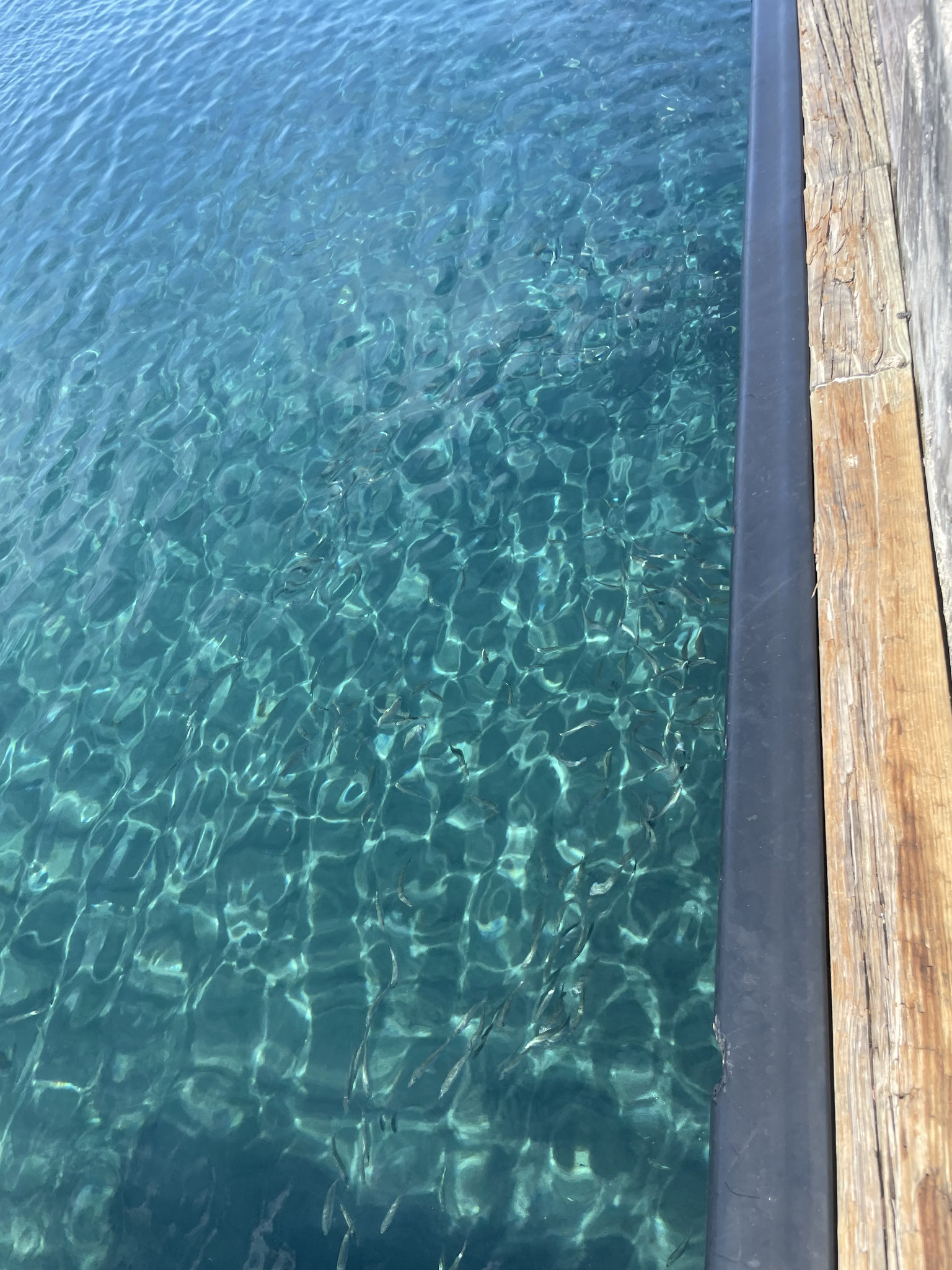 wer kann die Fische erkennen?