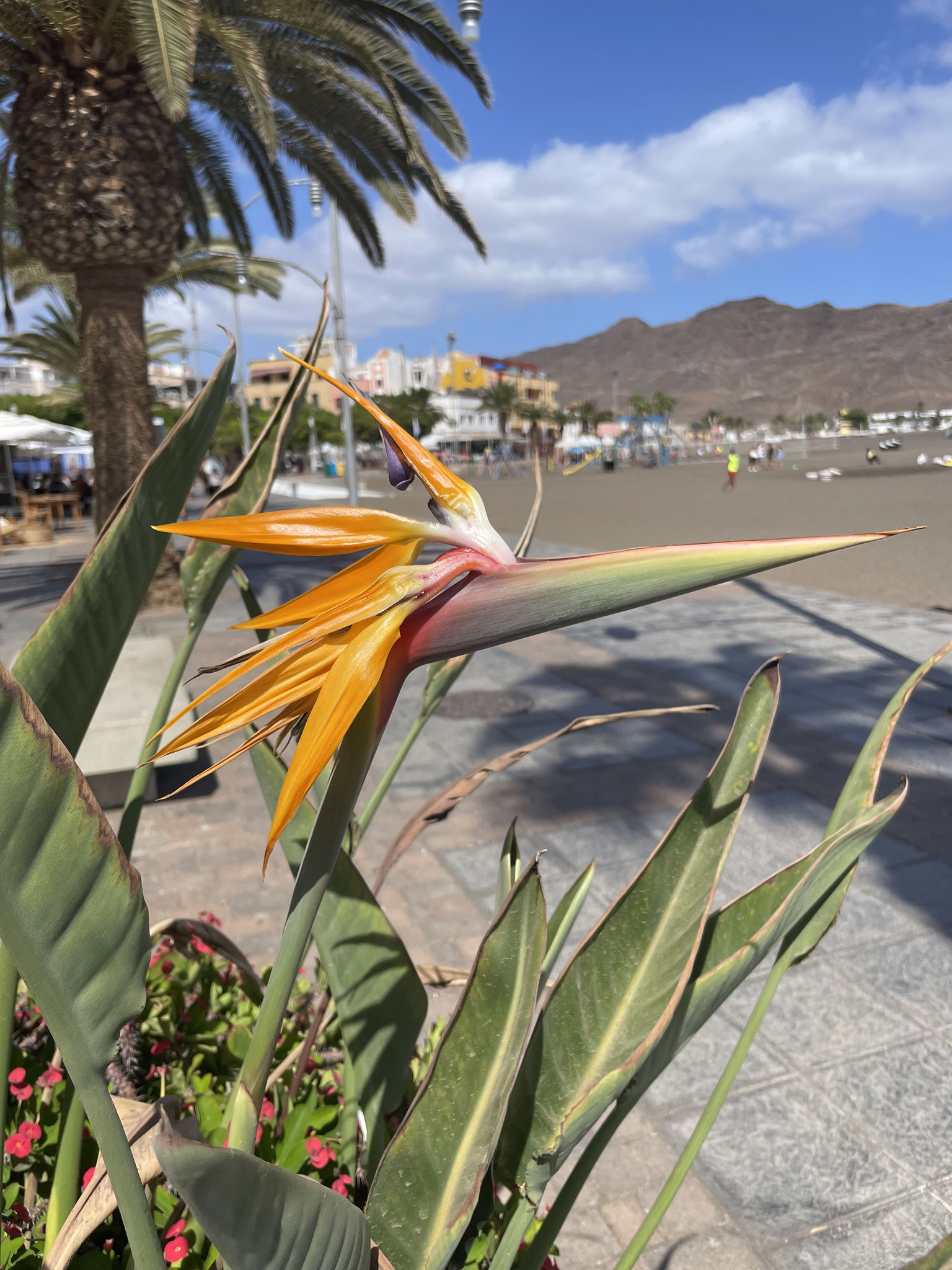 warum die Blume wohl "Paradiesvogelblume" heißt???
