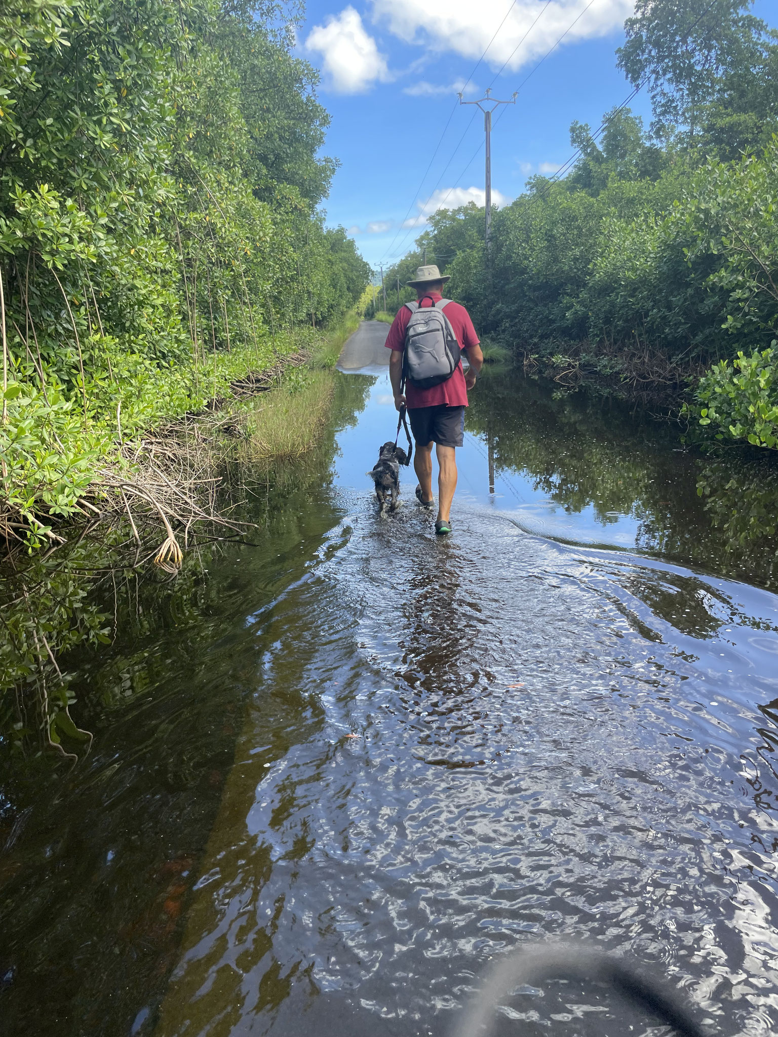 Spaziergang in den Mongroven