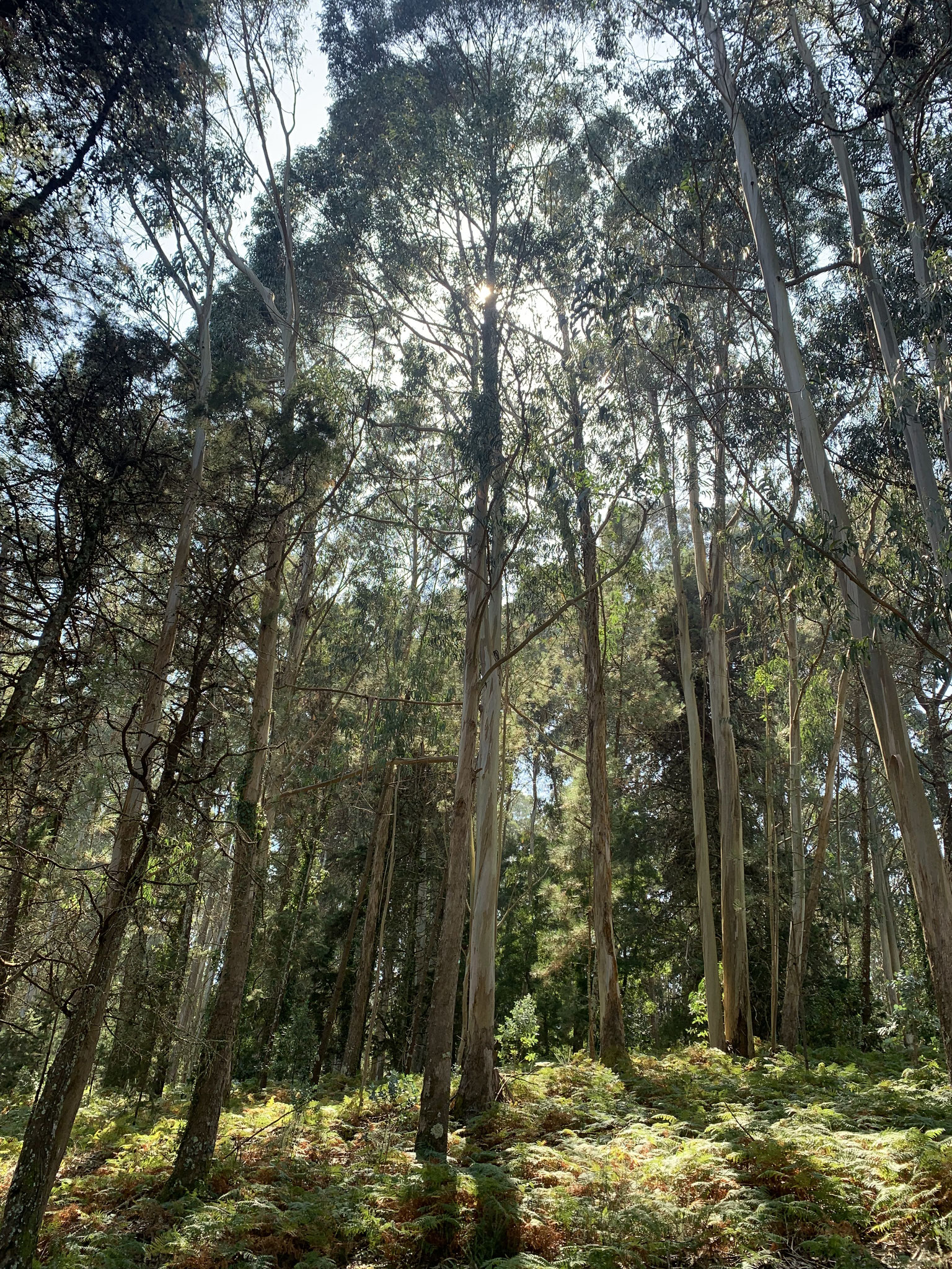 der Wald auf der Insel