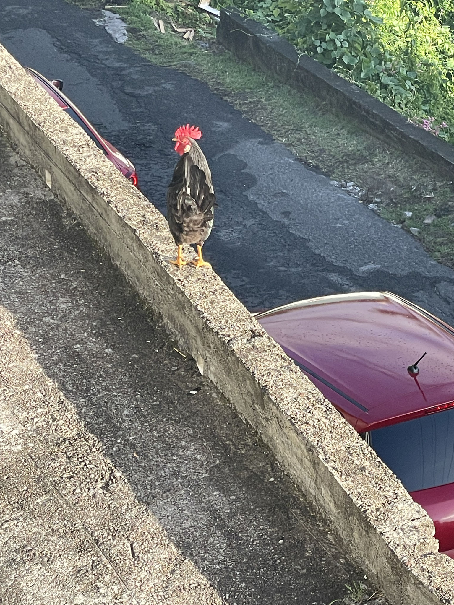 Besuch von einem Hahn aus der Nachbarschaft
