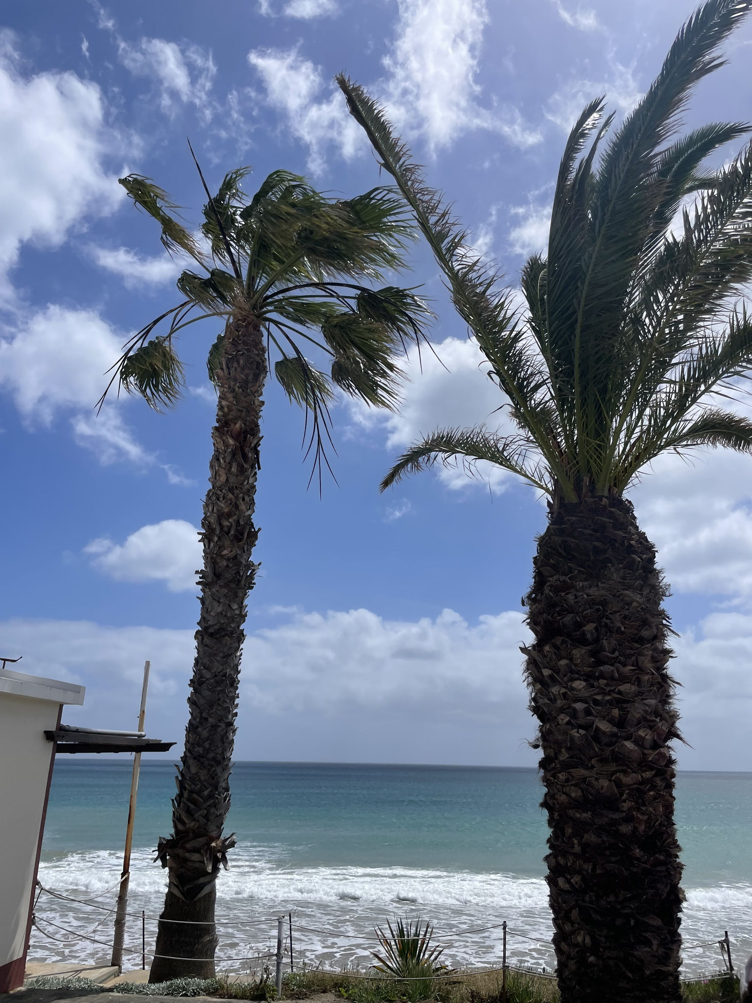 Palmen auf Porto Santo