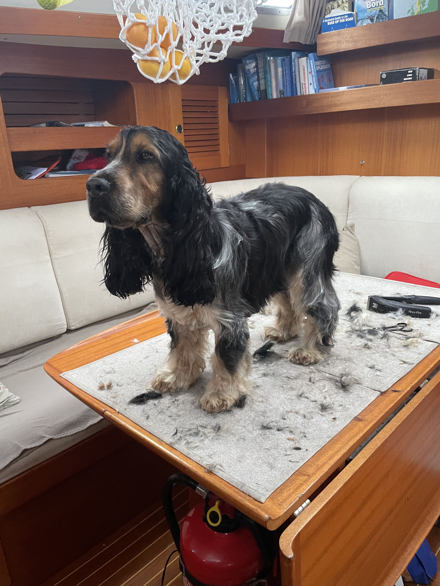 Berry wieder beim Friseur