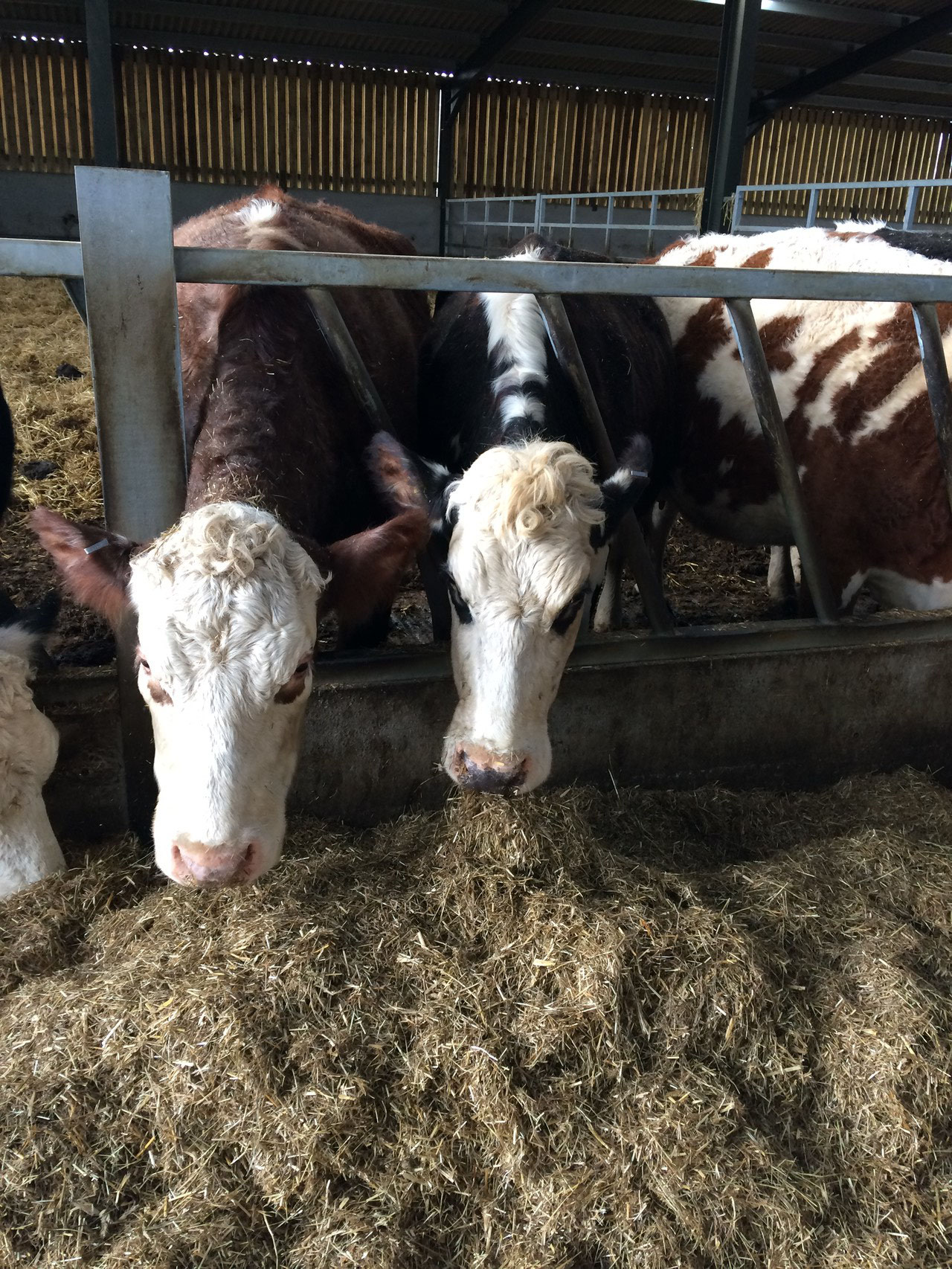 Ermentrude & her mother Brindle