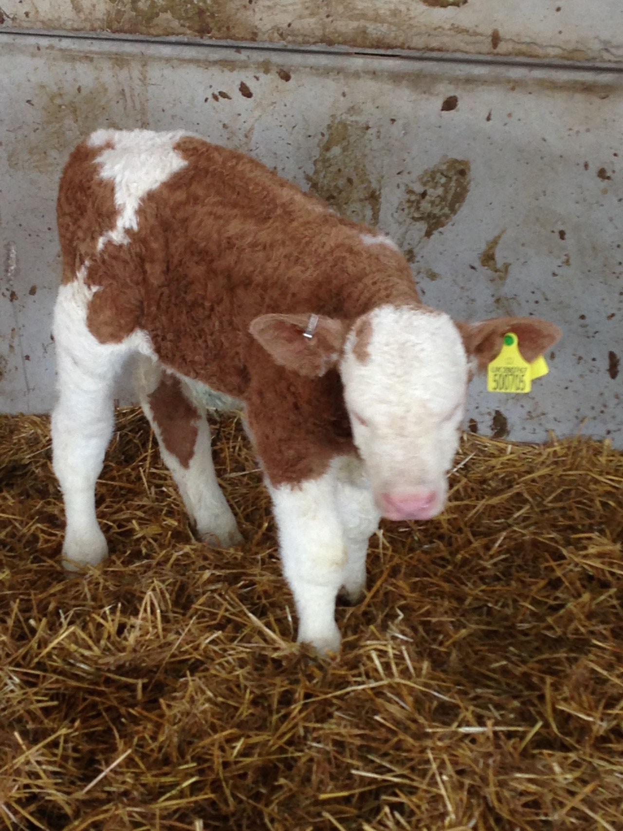 The moment we decided to keep Rock Star as a breeding bull