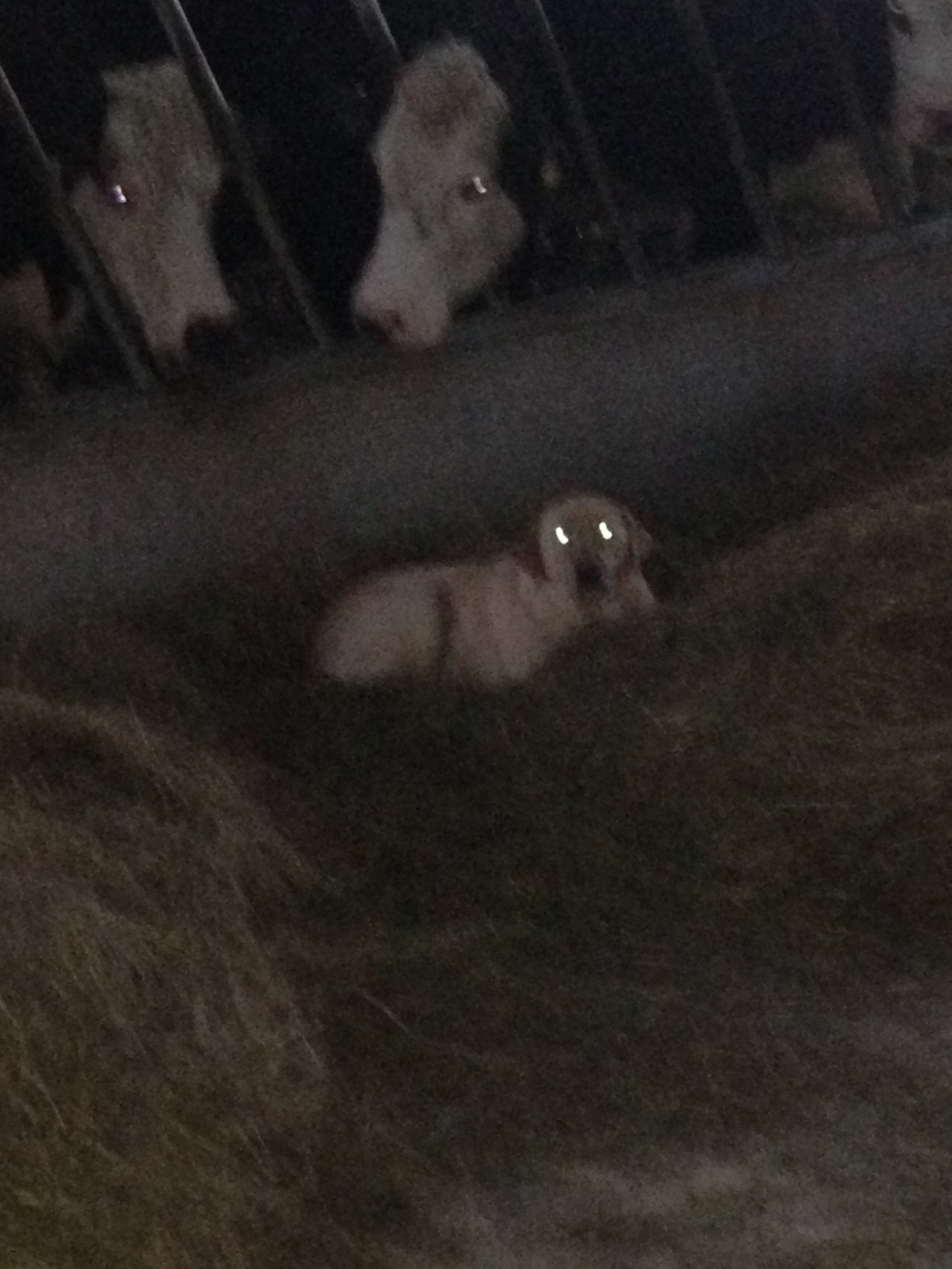 Peter even sleeps in the silage whilst Patch eats 