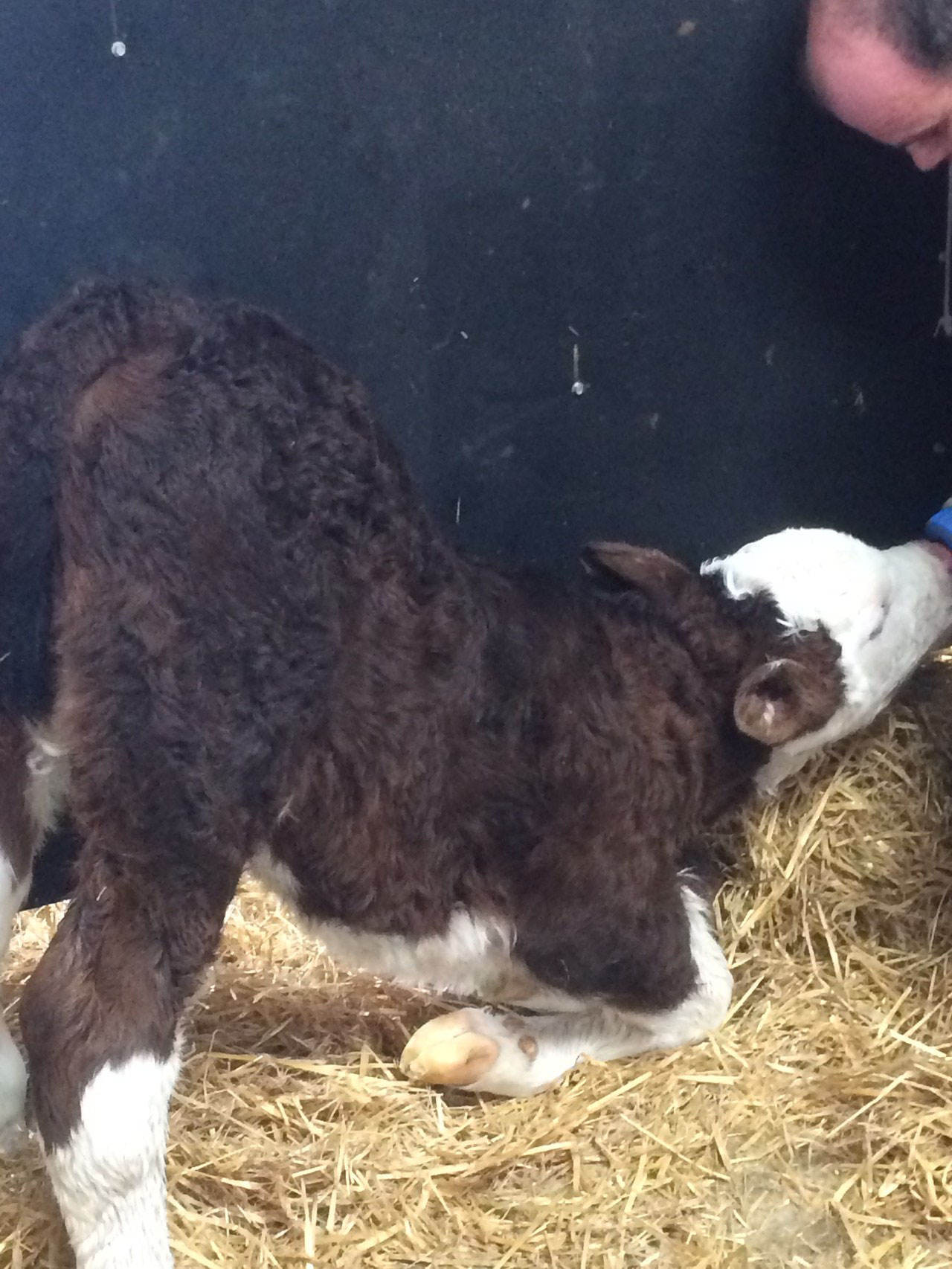 Bruno being bottle fed