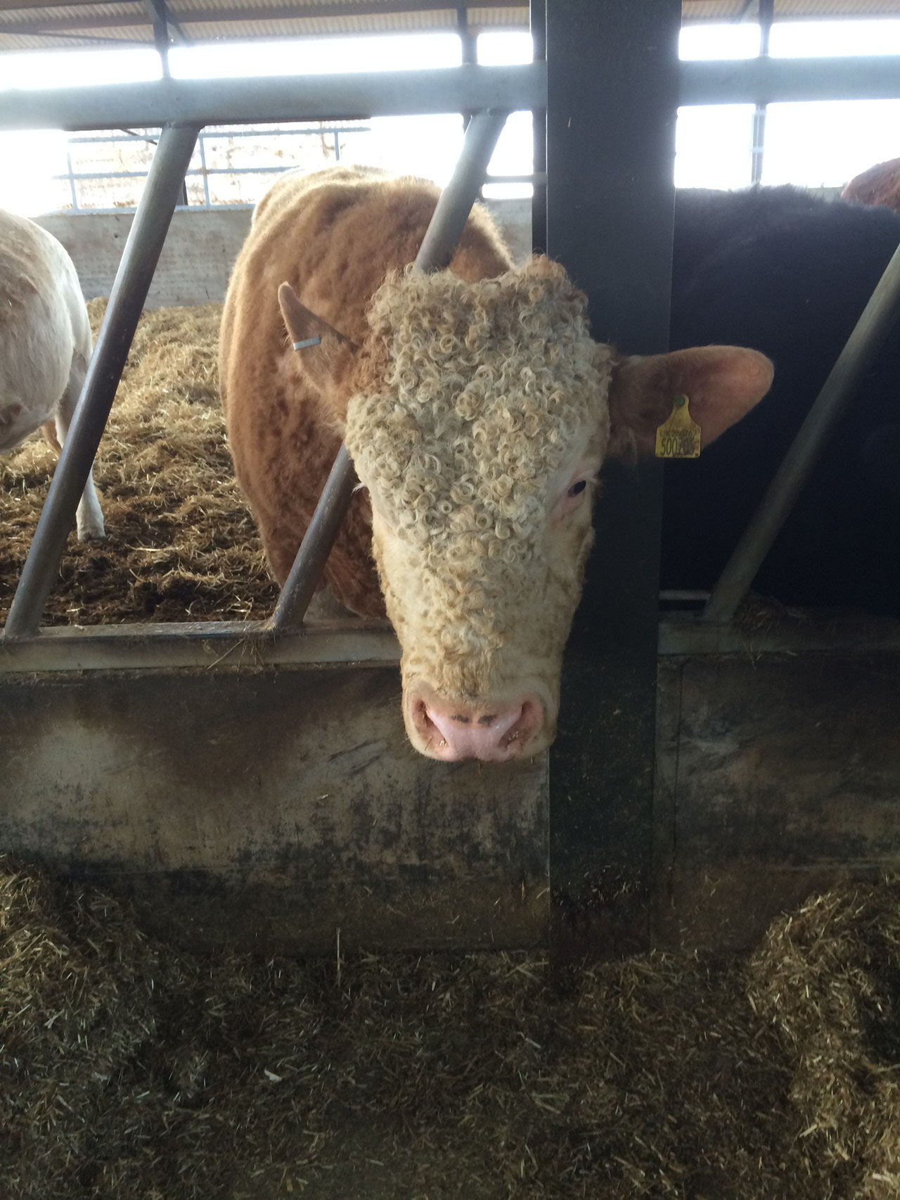 Look who got his head stuck, you wally Rock Star!