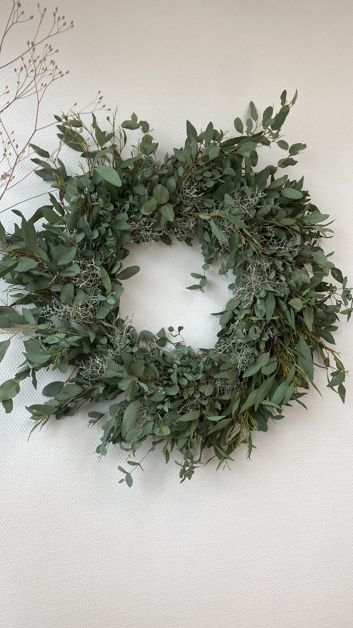 Eucalyptus krans