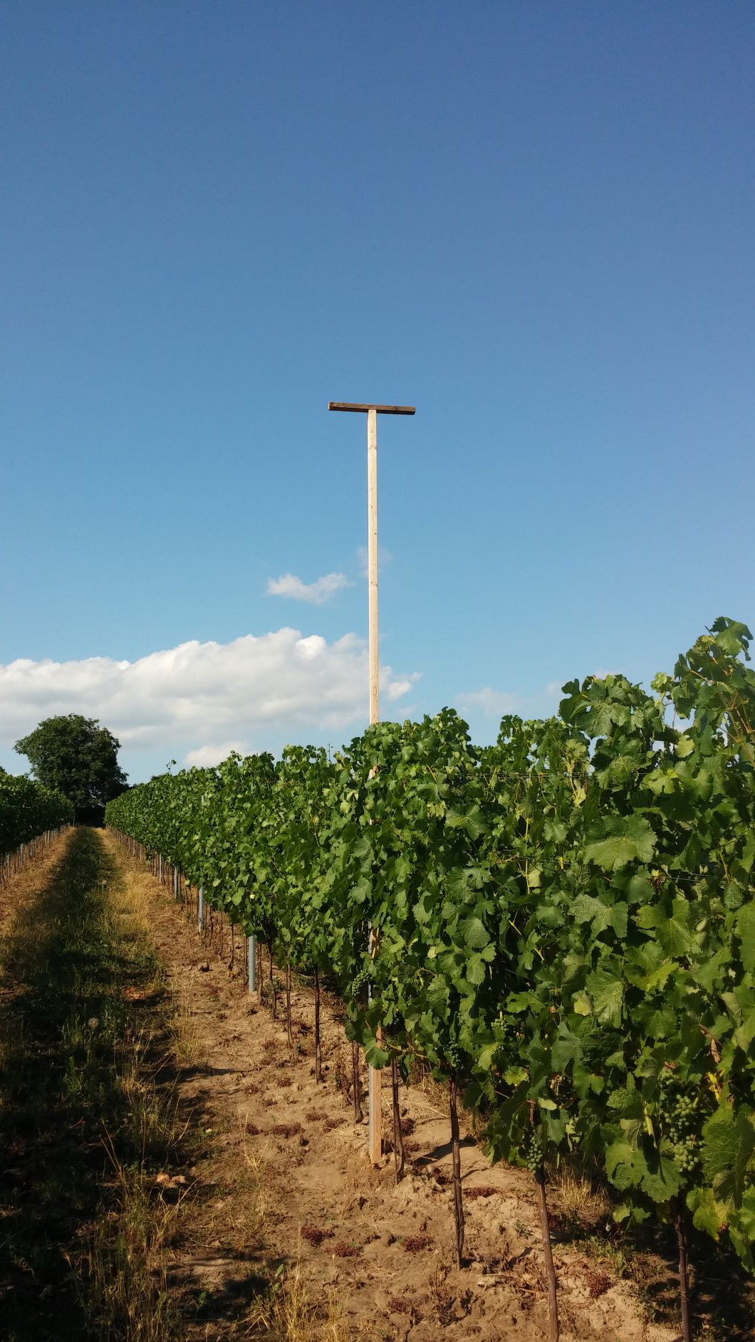 Aufsitzstangen für die Greifvögel