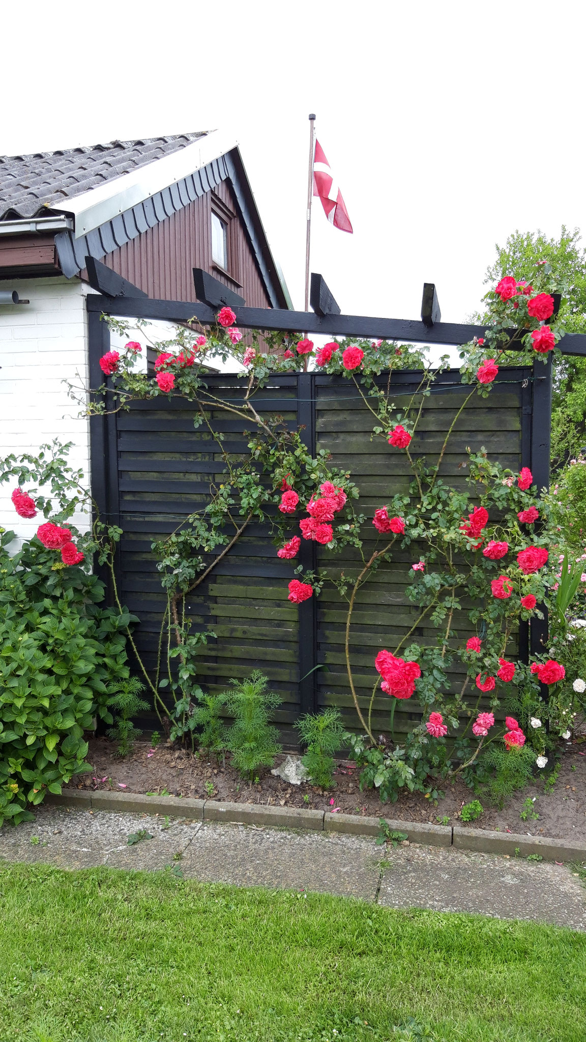 Kletterrose im Feuerdornweg