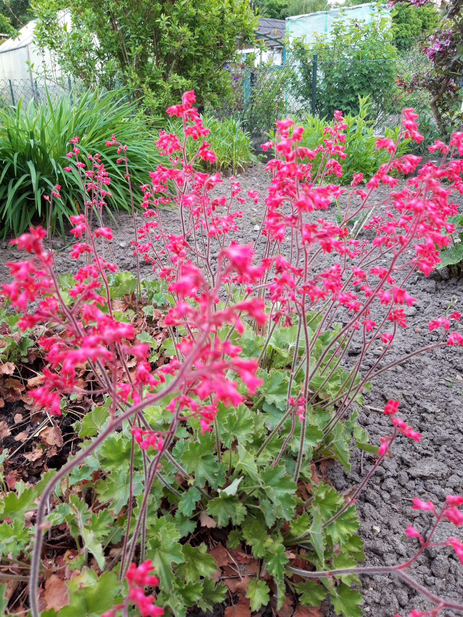 Garten-Purpurglöckchen im Feuerdornweg Mai 2022