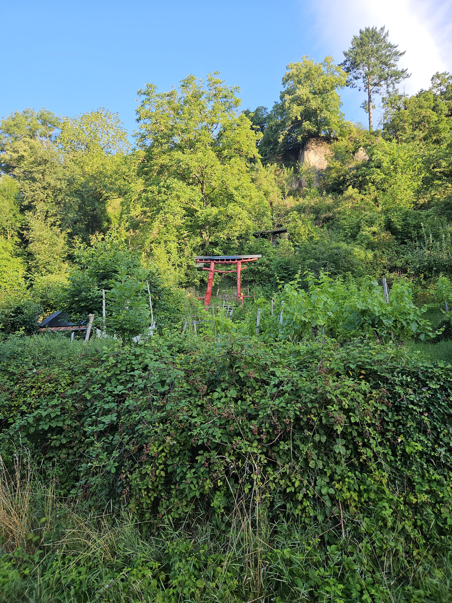 Der Weinberg im Juli 2025...