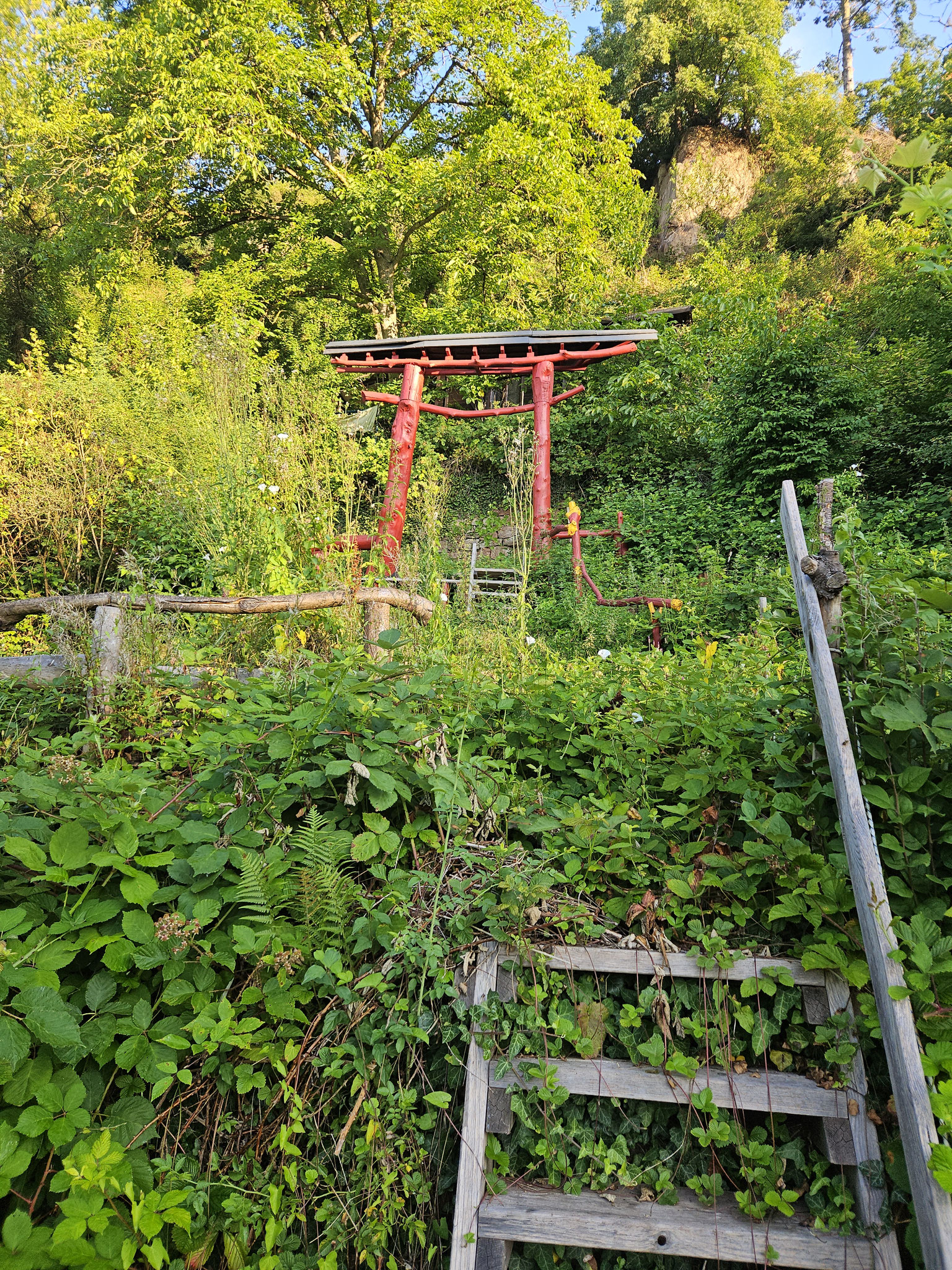 ... wuchernde Vegetation, Wein und Brombeere vertragen sich gut...