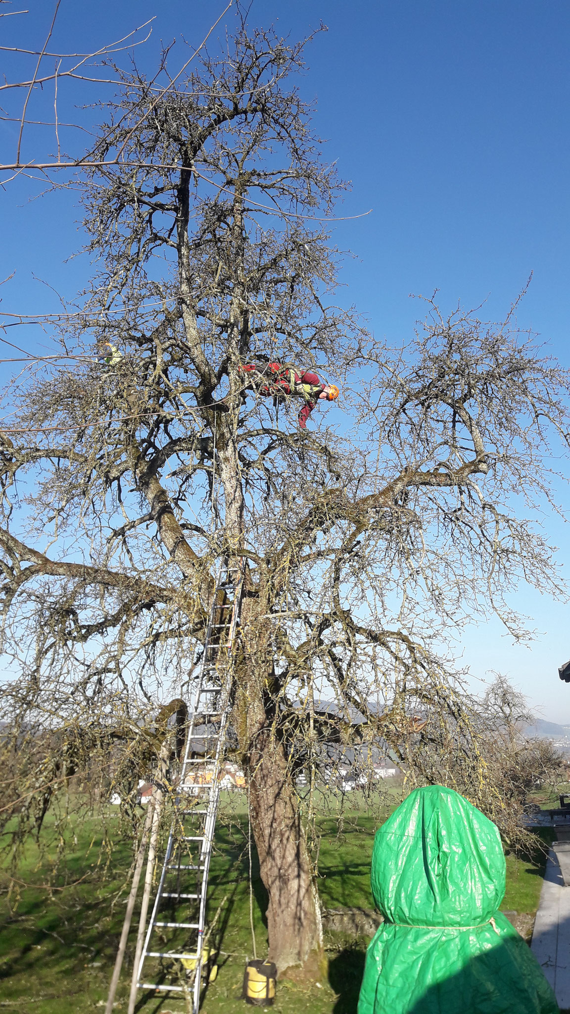 Erhaltungs-, Entlastungsschnitt an Birnenbaum