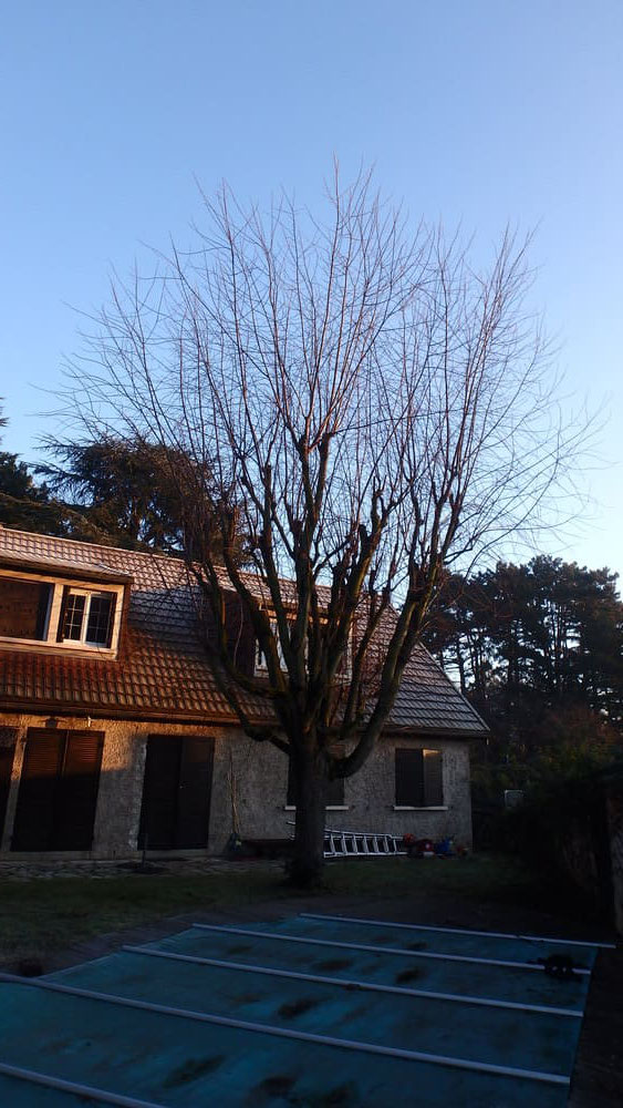 Erable argenté avant taille courte sur bois de 2 ans