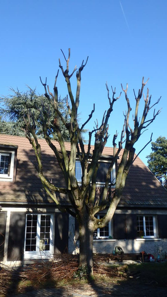 Vue d'ensemble après la taille courte sur bois de 2 ans 