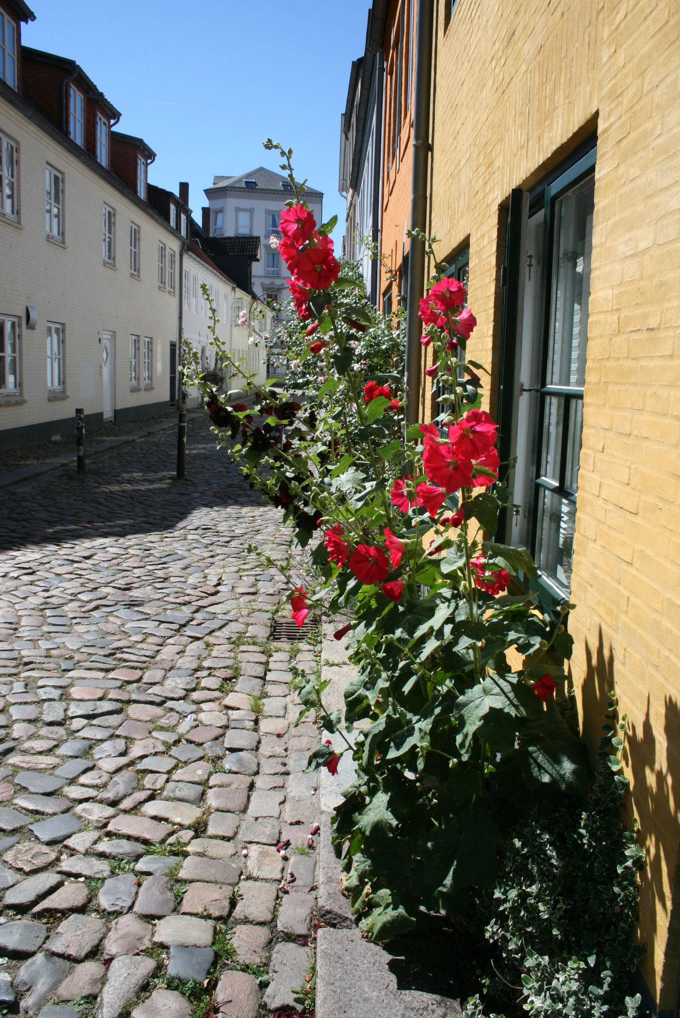 Stockrosen vor dem Haus