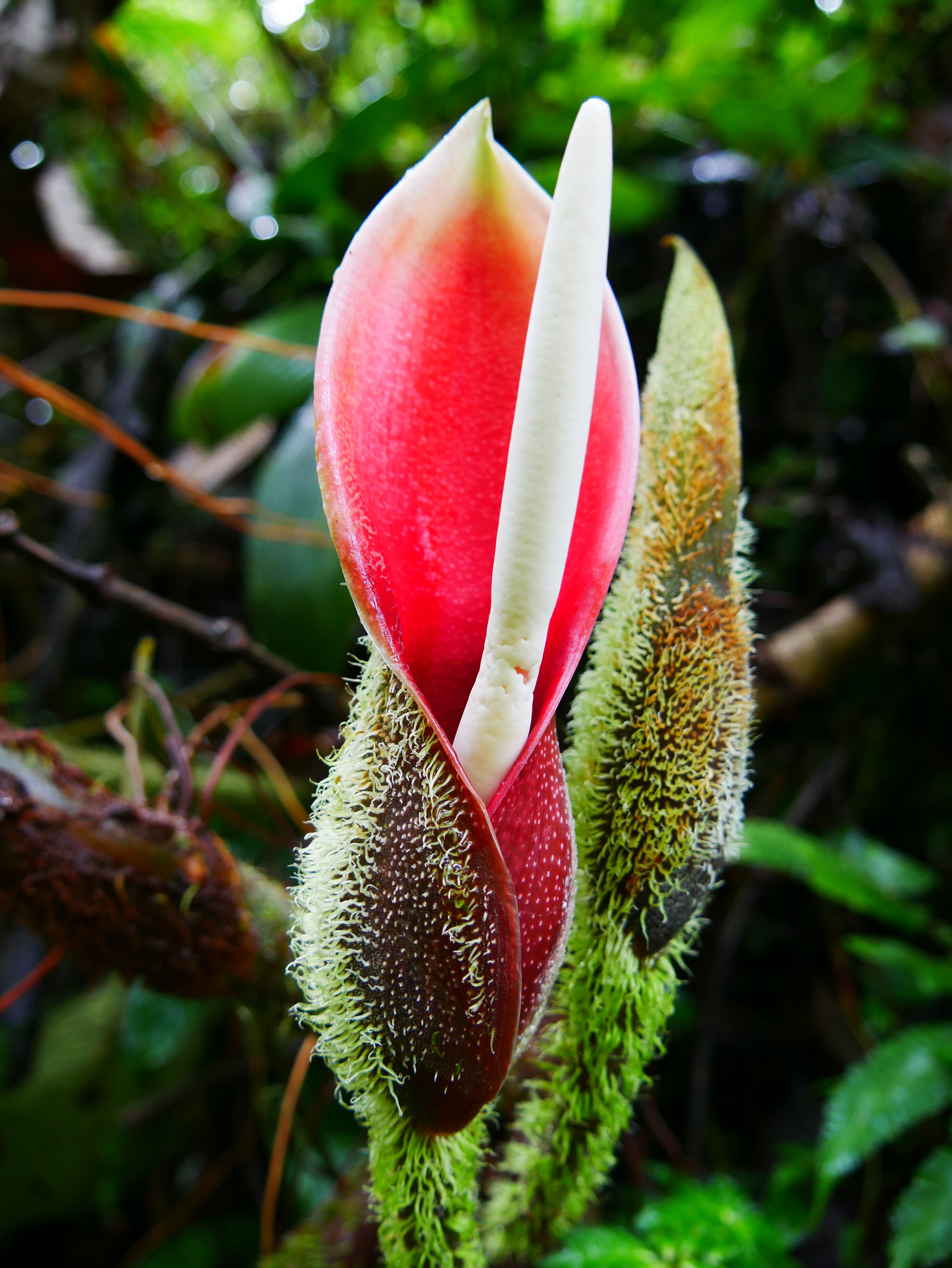 Plant diversity in the cloud forest