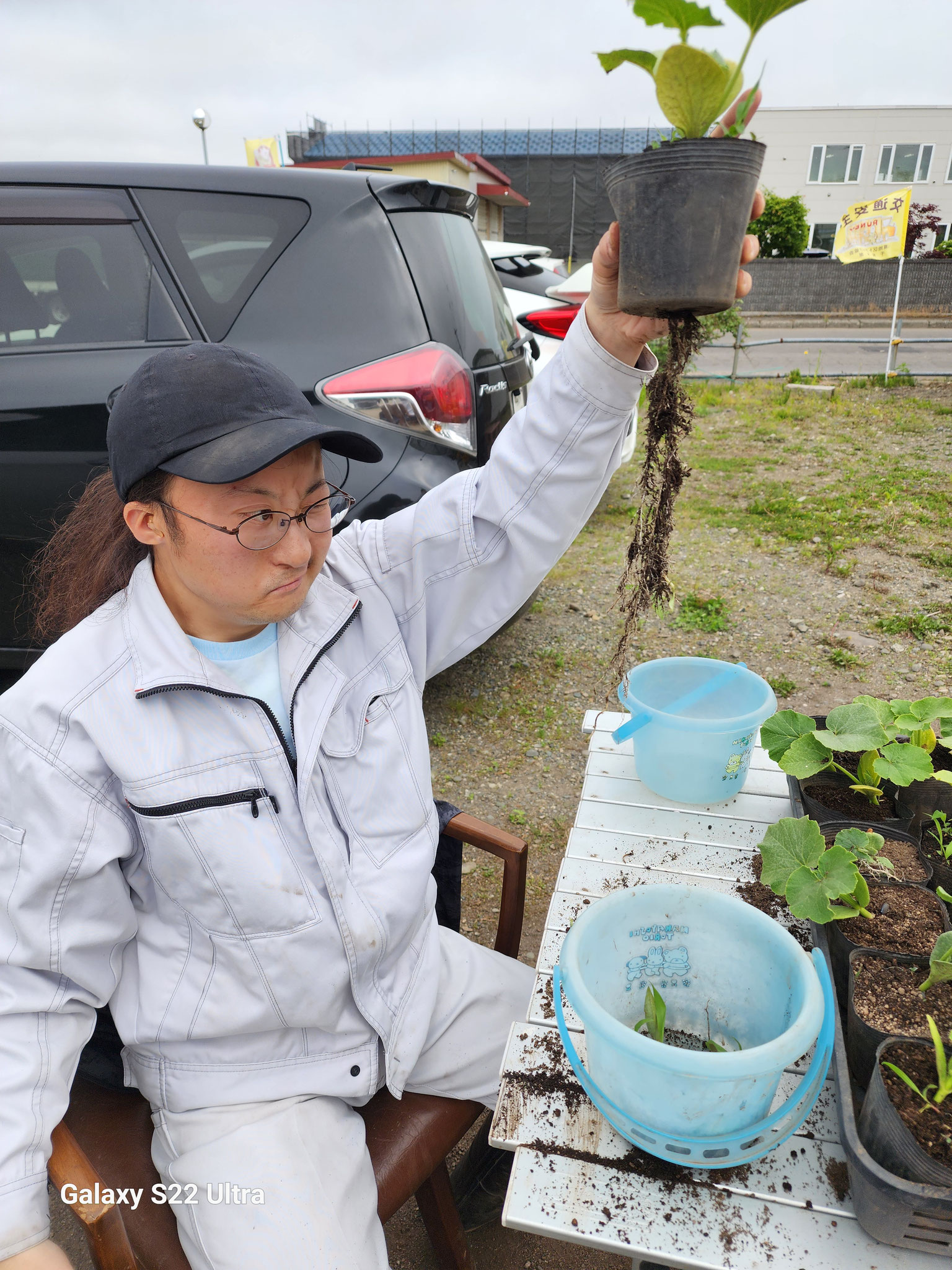 カボチャ苗の草取り。ポットから長い根っこが‼‼