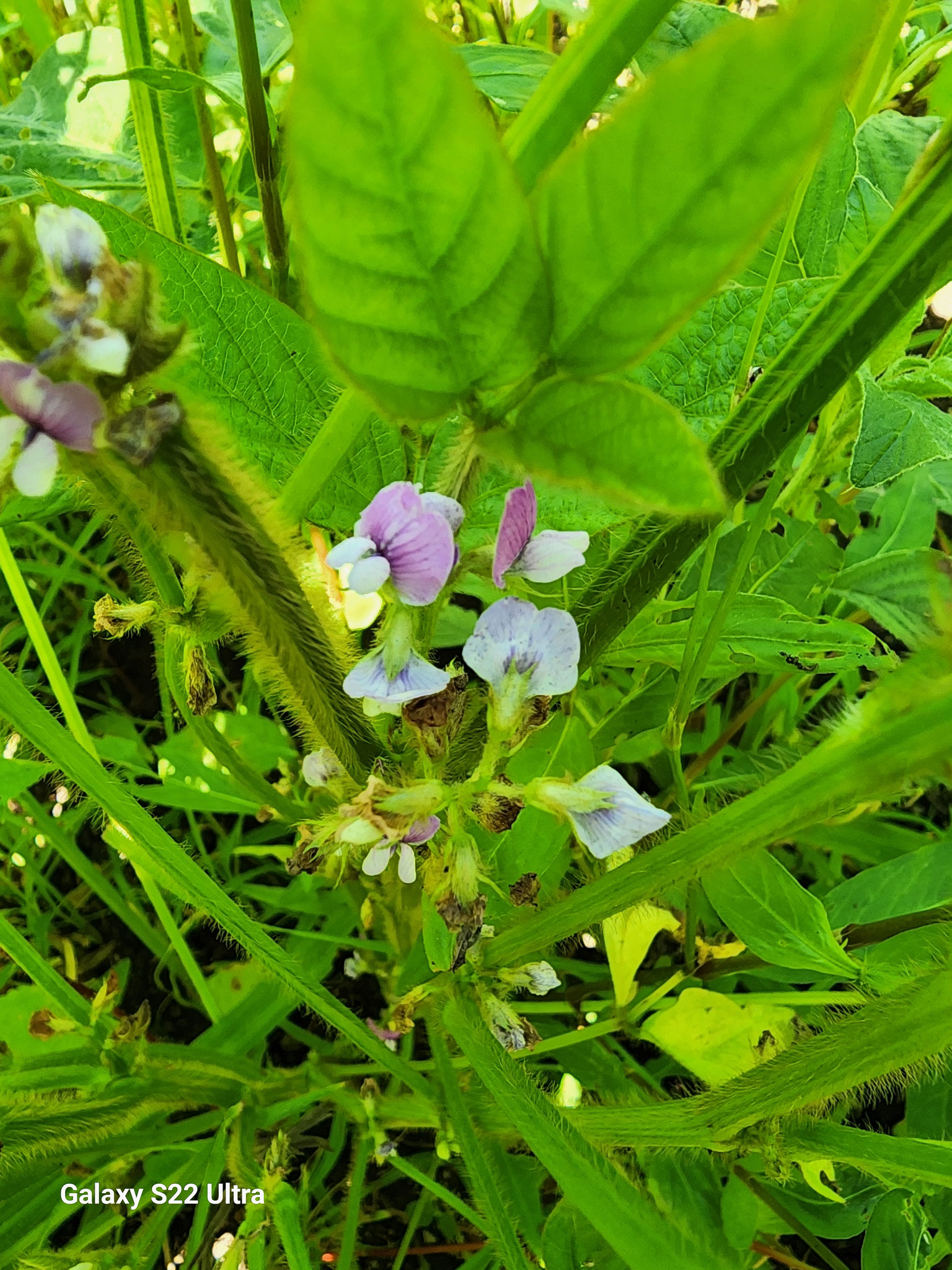 大豆の花、きれいですね