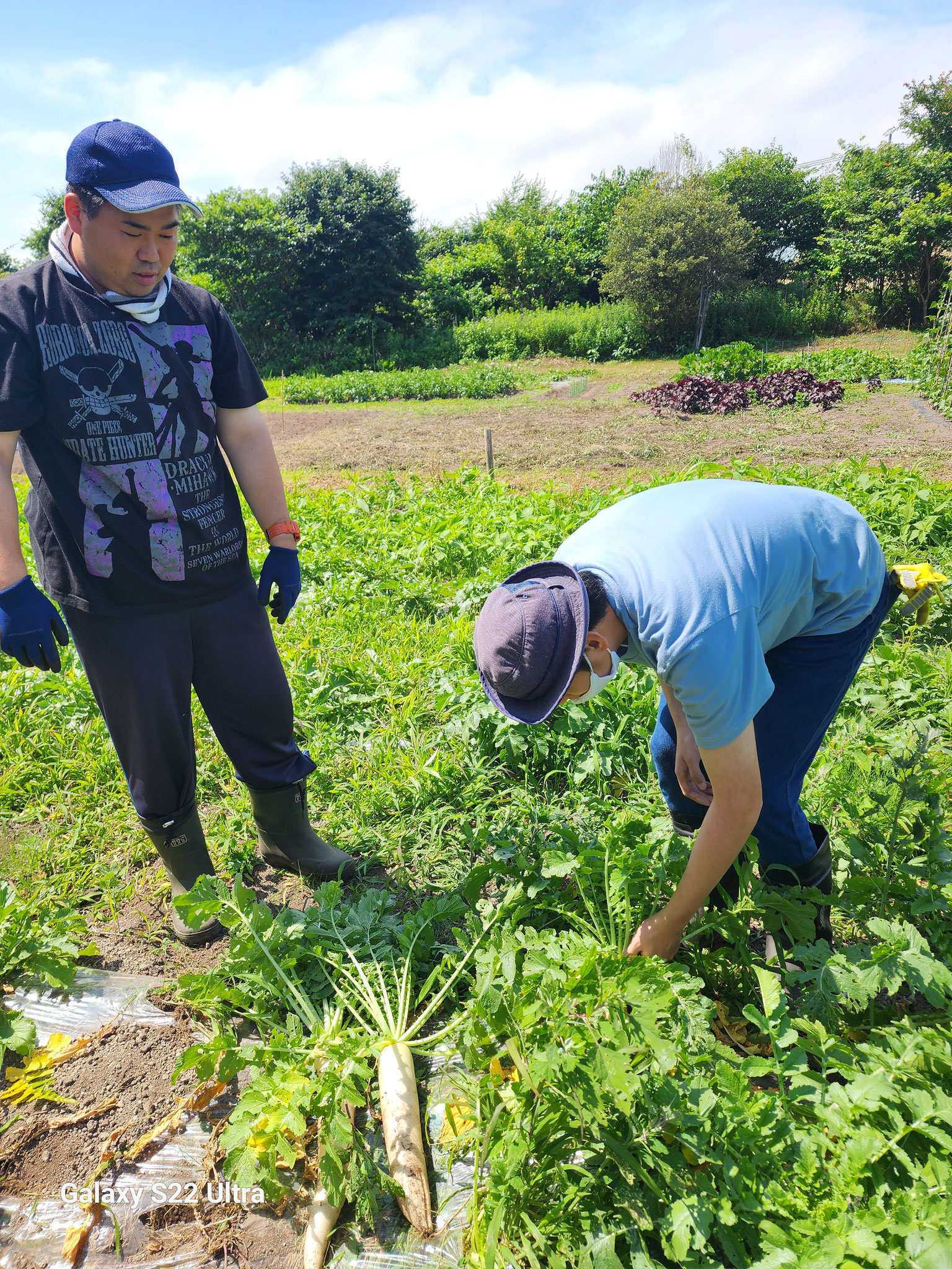 先輩に教えてもらい大根収穫