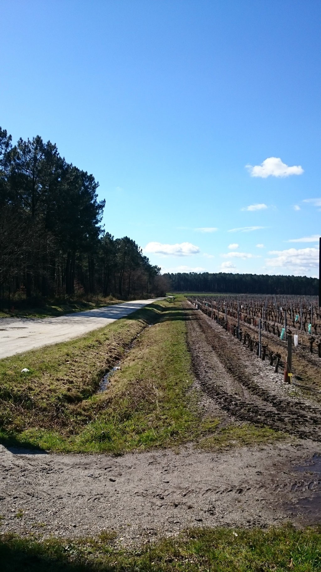 Le challenge Montesquieu - Foulees Saint Selvaises, Association Marathon  des graves, course pedestre 10 km et semi St Selve à proximité de Bordeaux,  courrir en gironde 33, course à pied, randonnée nordique et pédestre