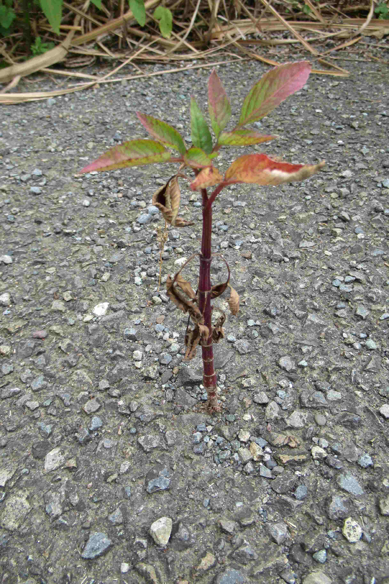 ド根性草_アスファルトの舗装を破って生えています